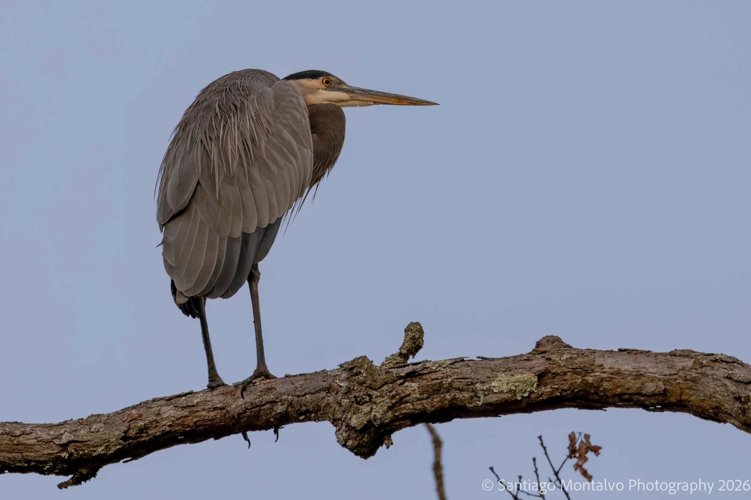 Bird Collection 1-24.jpg