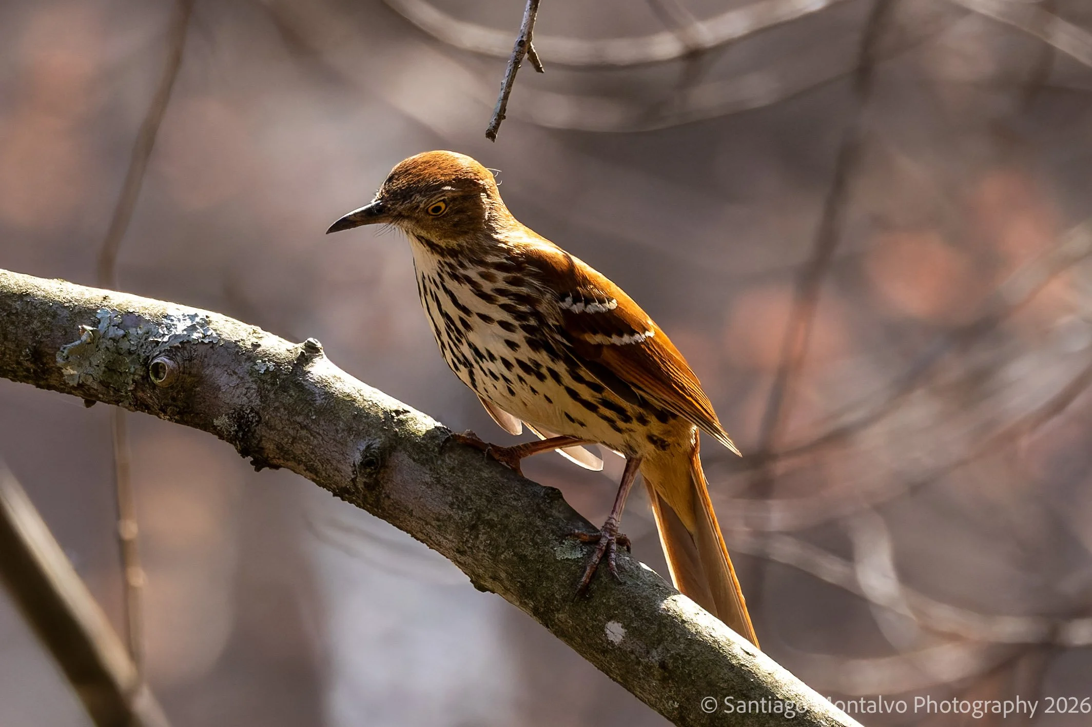 Bird Collection 2-72.jpg