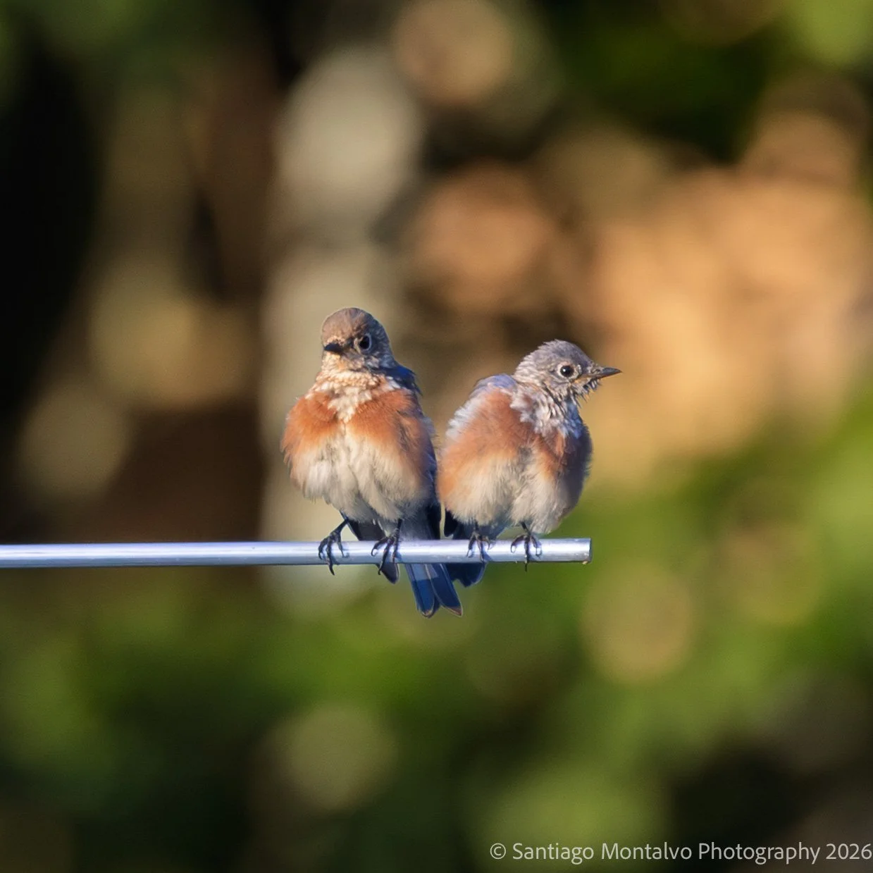 Bird Collection 2-10.jpg