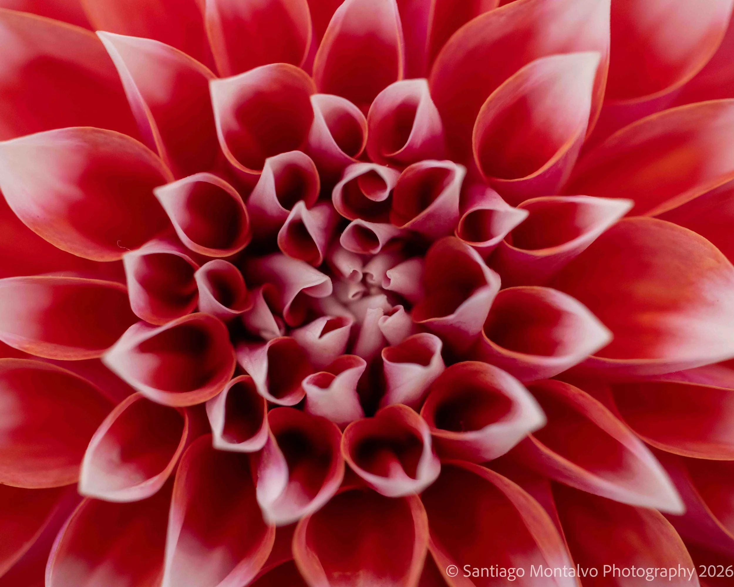 A Moment in Bloom -
The fleeting elegance of the natural world.