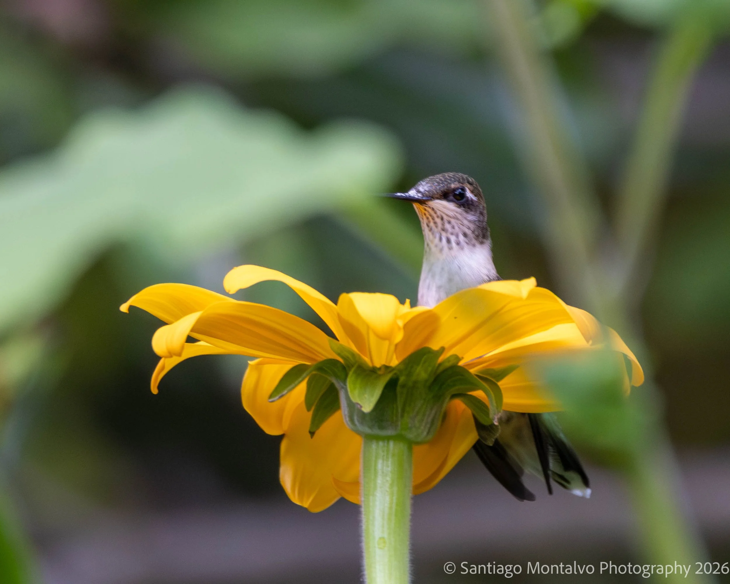Bird Collection 2-14.jpg