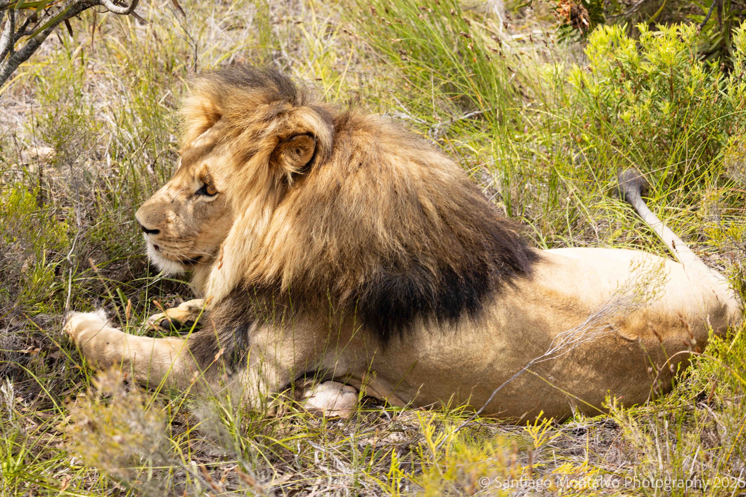 The Quiet Majesty - 
A portrait of strength, presence, and the timeless beauty of the African wilderness.