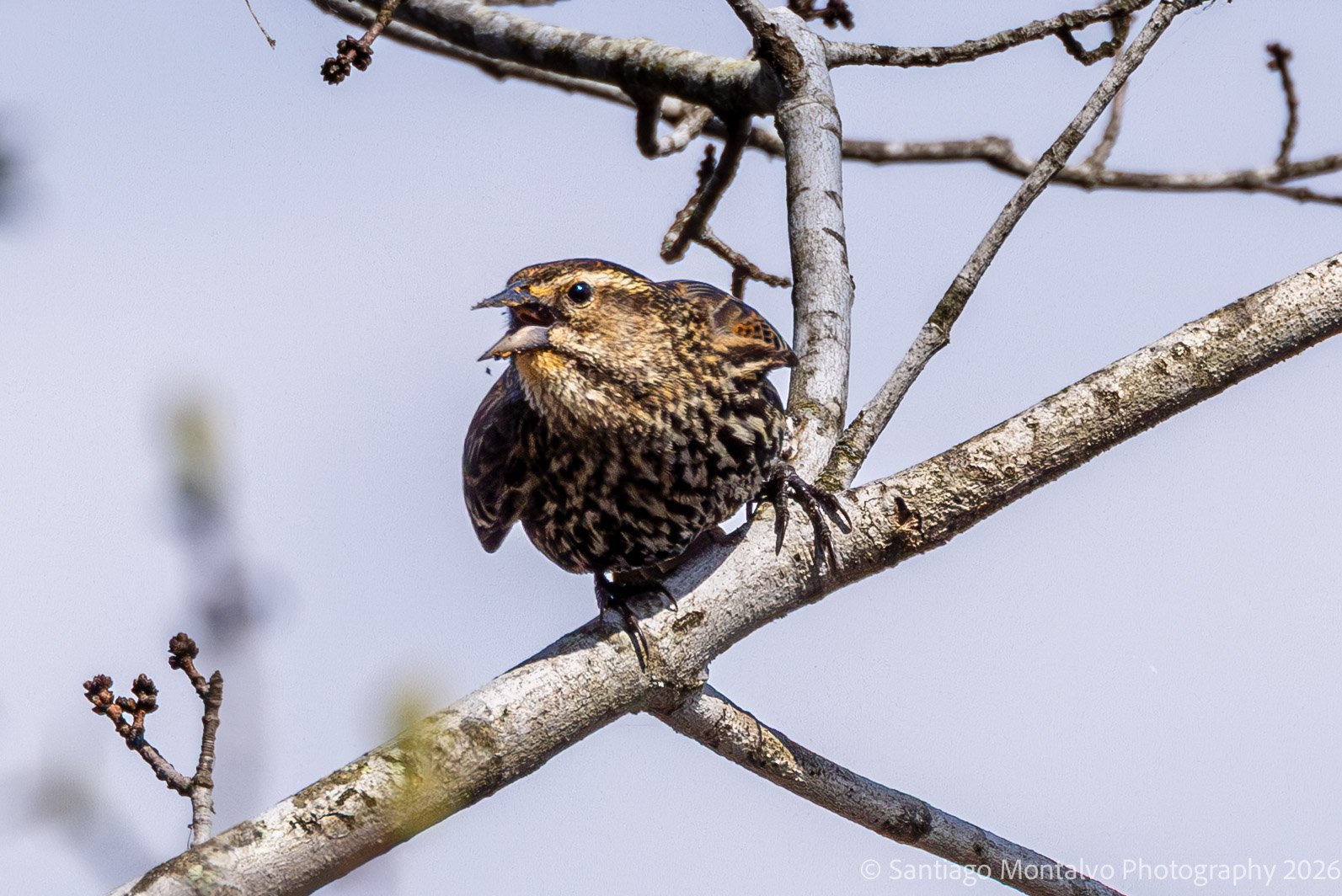 Hughes Hollow April 6 2026-6.jpg