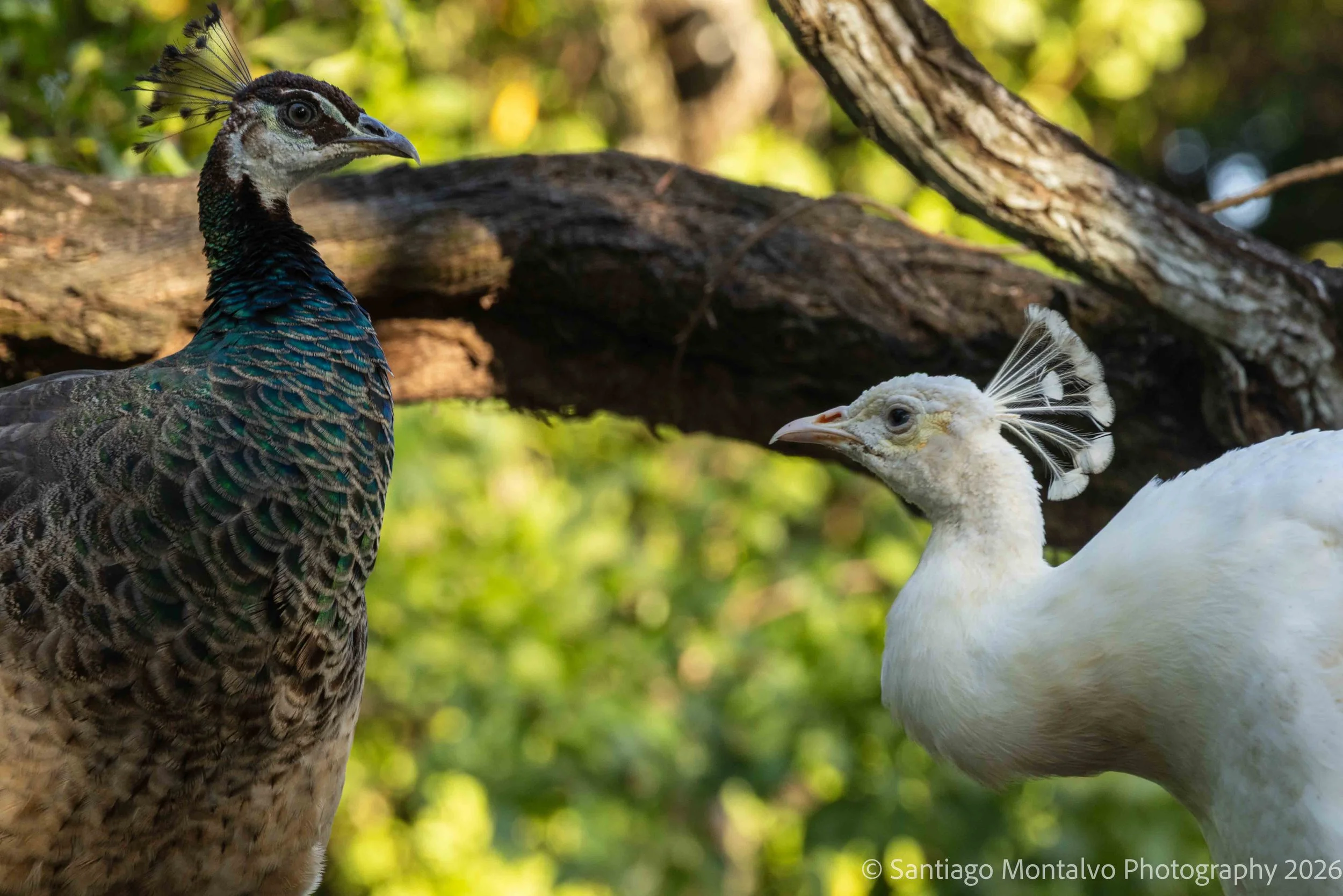 Cartagena 2022-42.jpg