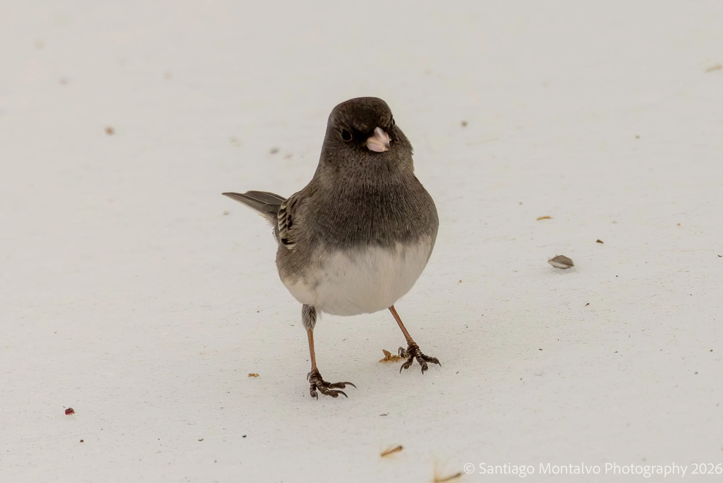 Bird Collection 1-40.jpg