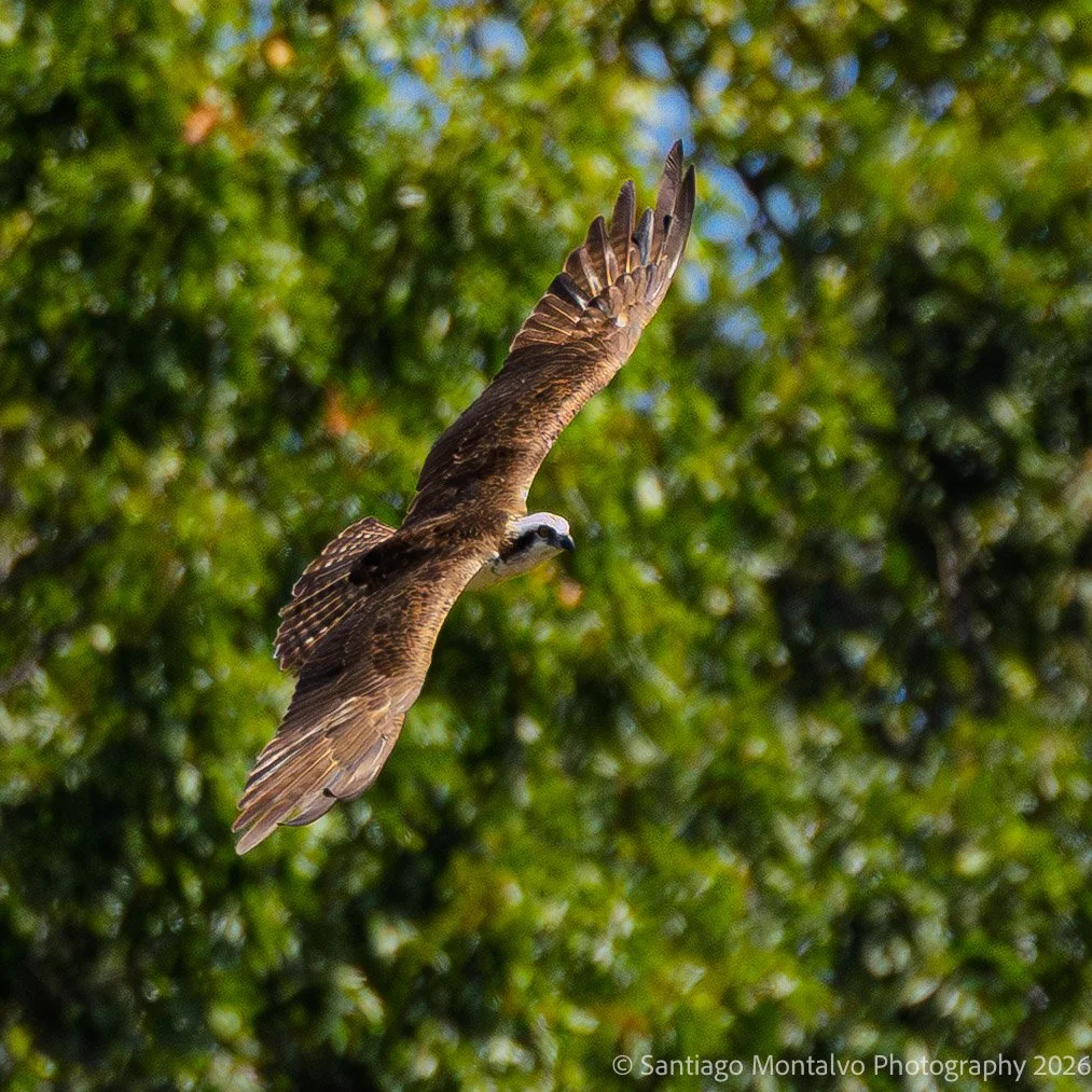 Bird Collection 2-11.jpg