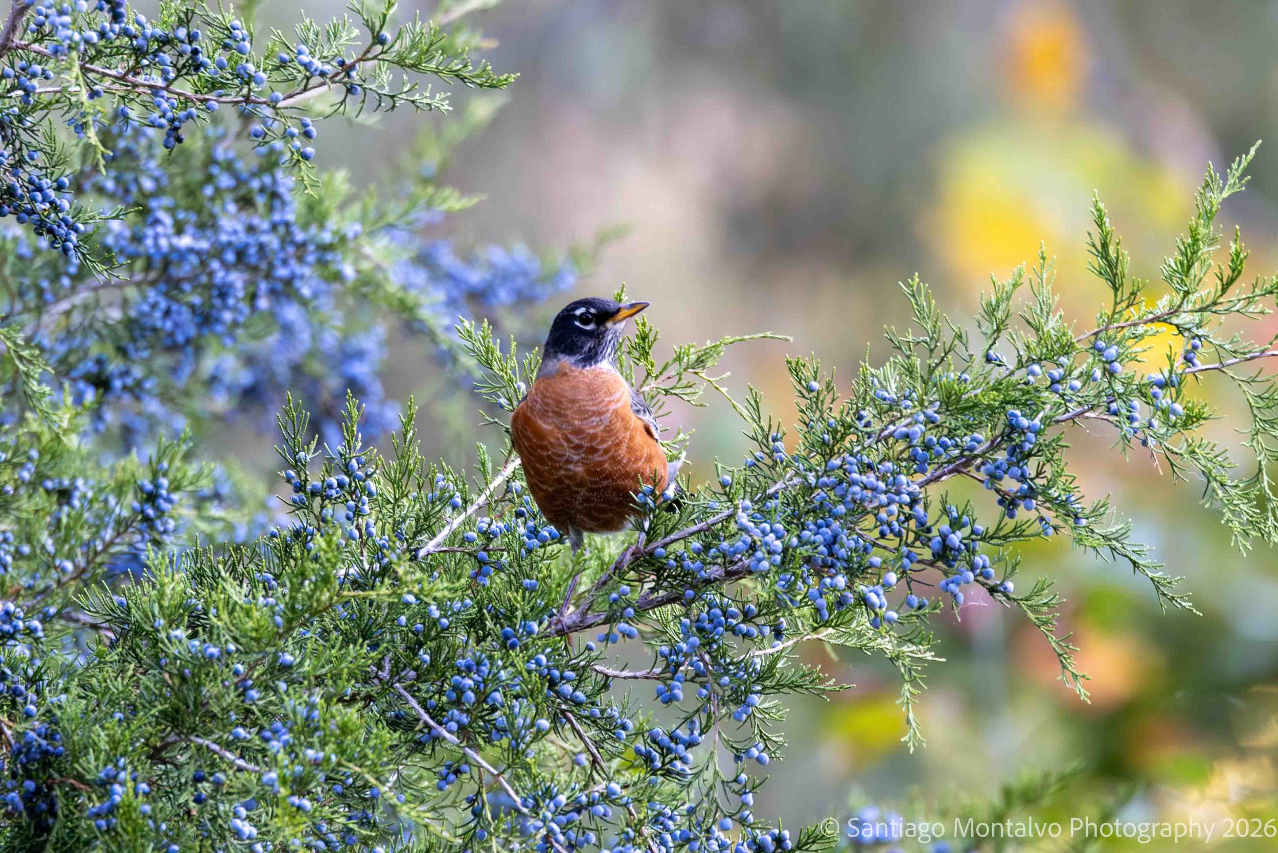 Bird Collection 1-22.jpg