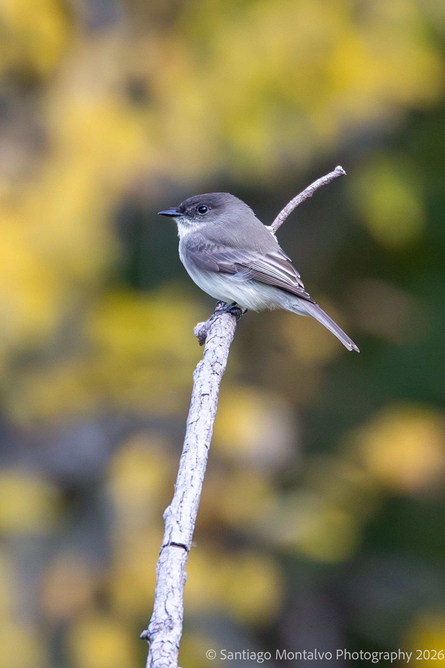 Bird Collection 2-20.jpg