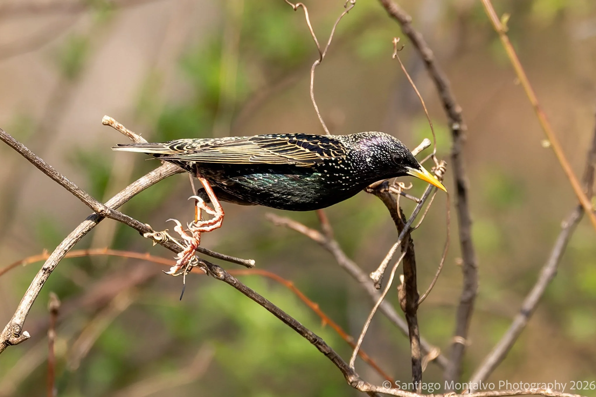 Bird Collection 2-77.jpg