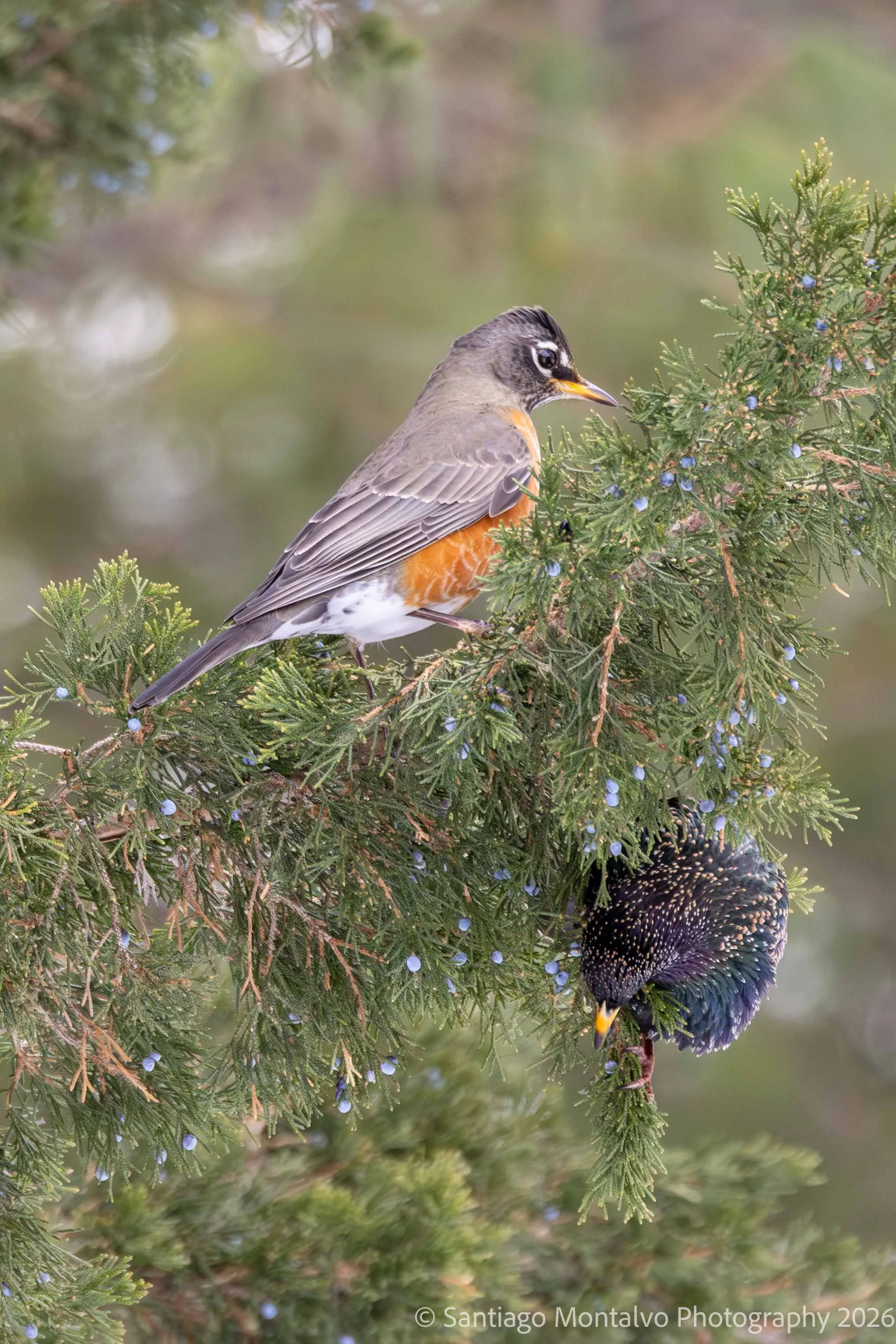 Bird Collection 1-36.jpg