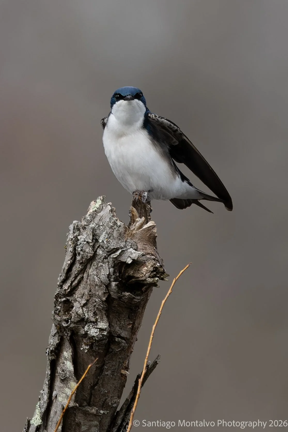 Bird Collection 2-59.jpg