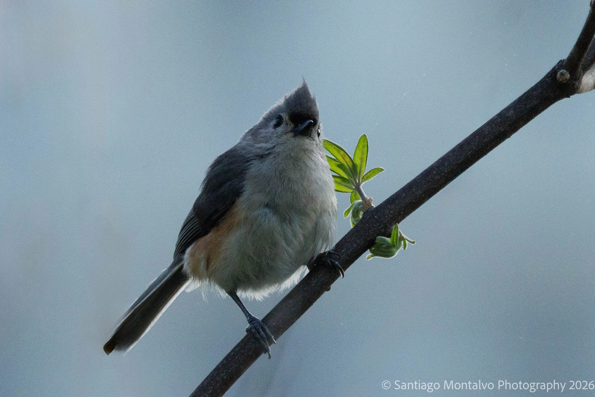 Bird Collection 1-5.jpg