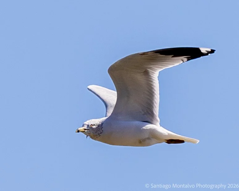Bird Collection 2-42.jpg