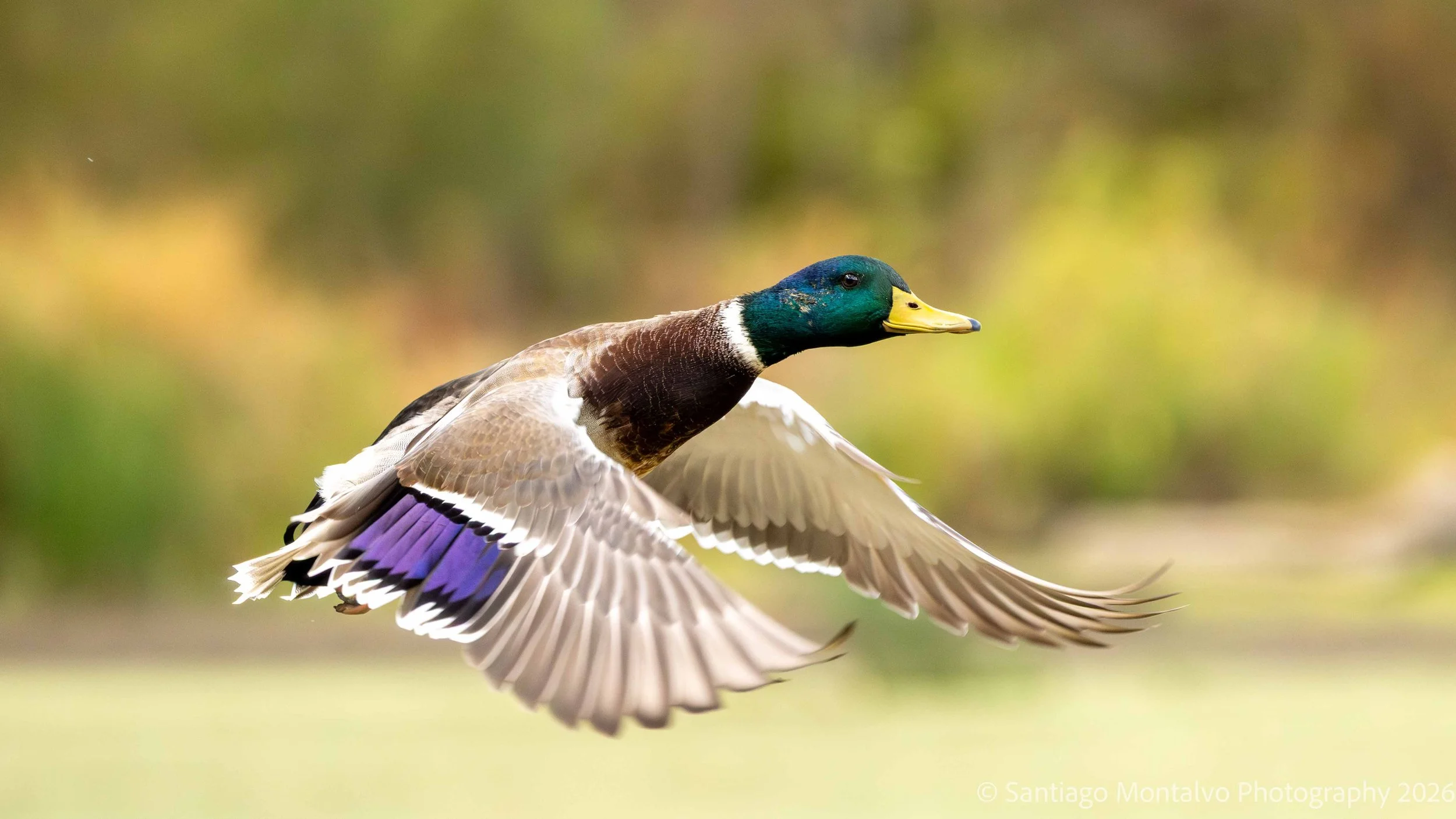 Bird Collection 1-17.jpg