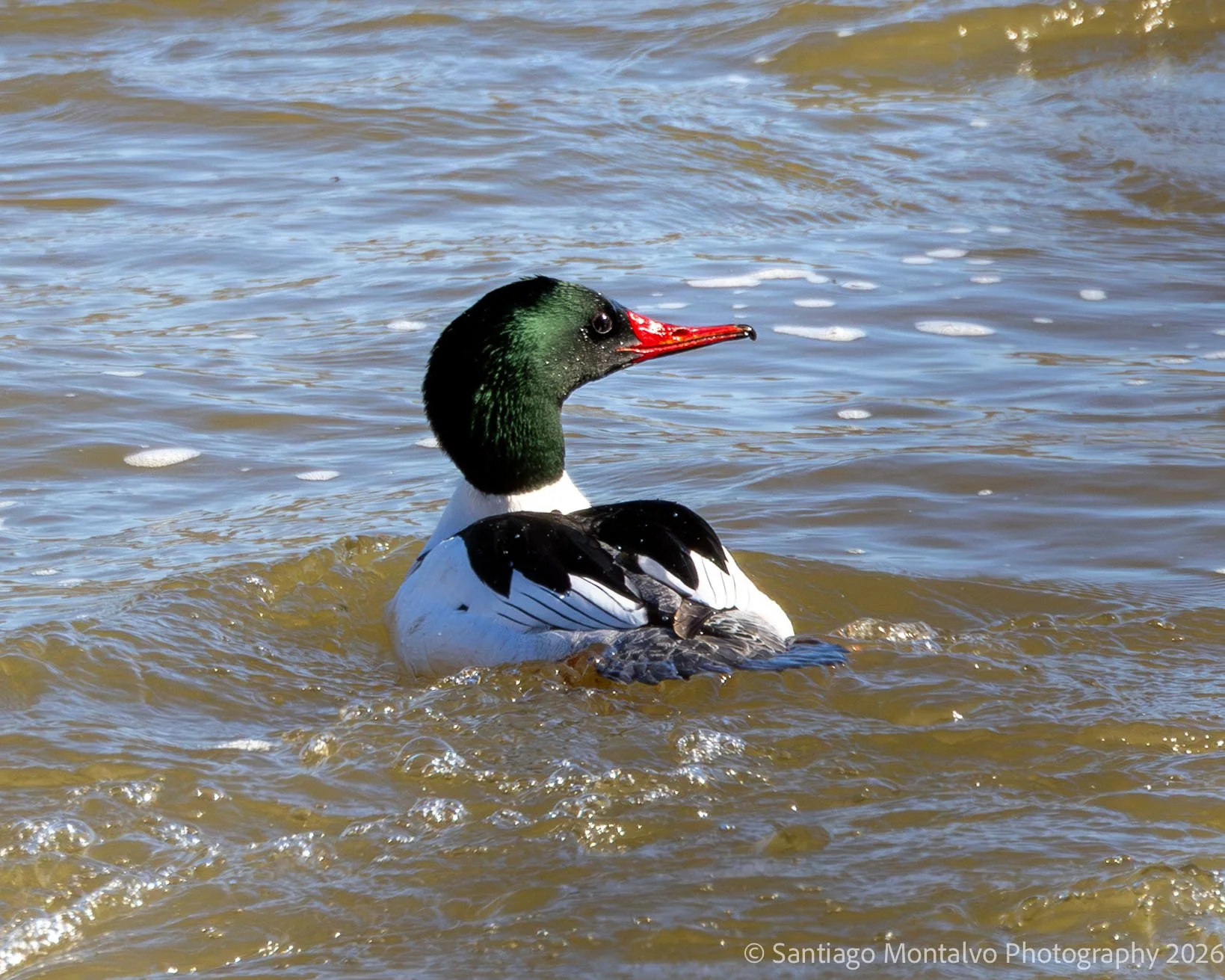 Bird Collection 2-37.jpg