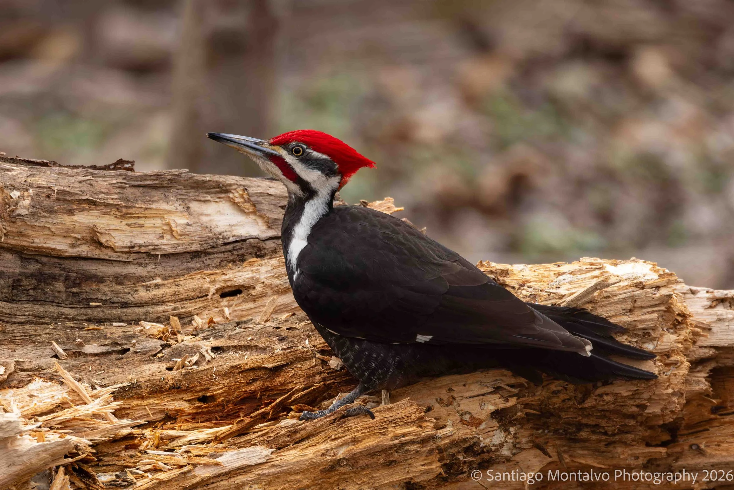 Bird Collection 2-52.jpg