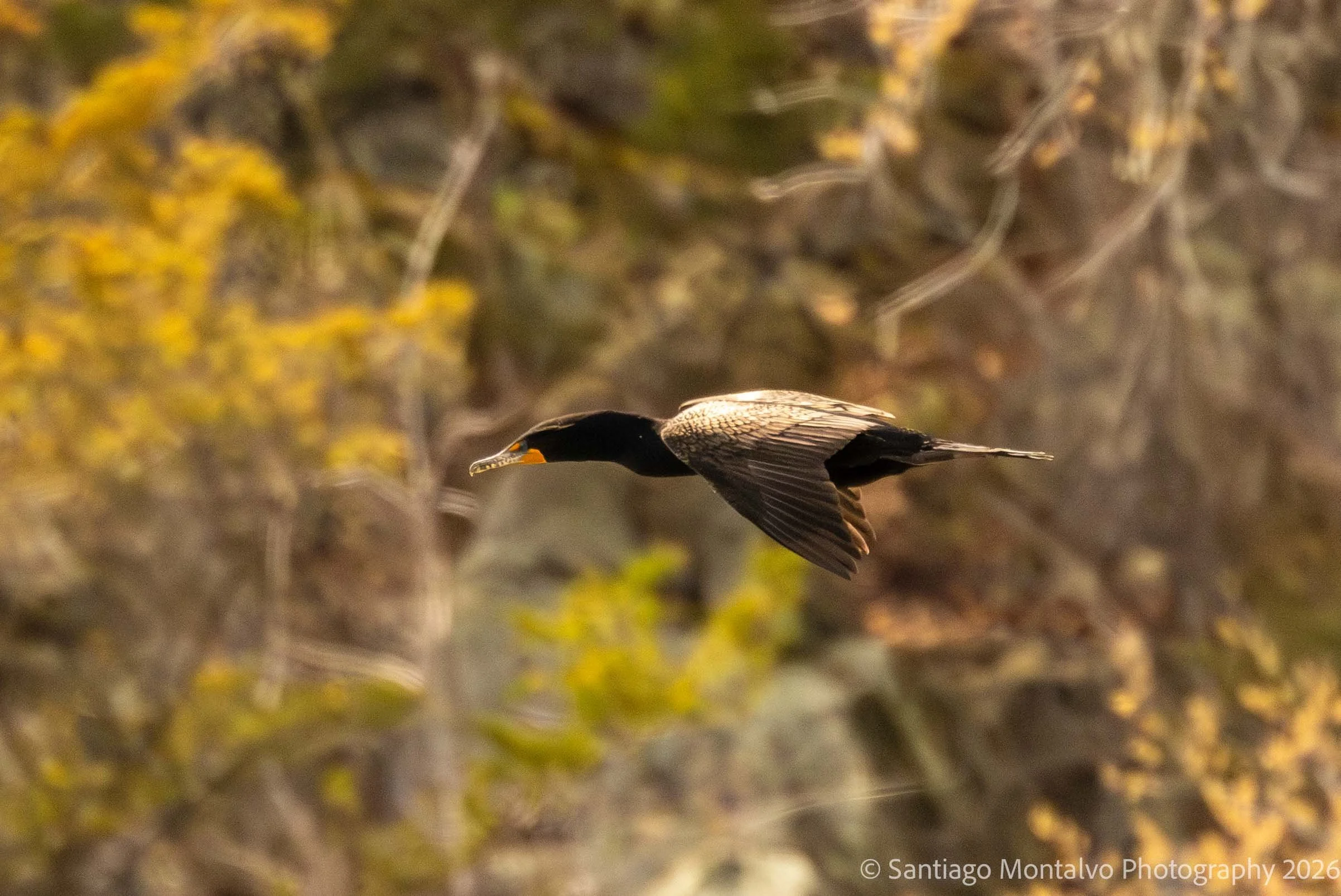 Bird Collection 2-58.jpg