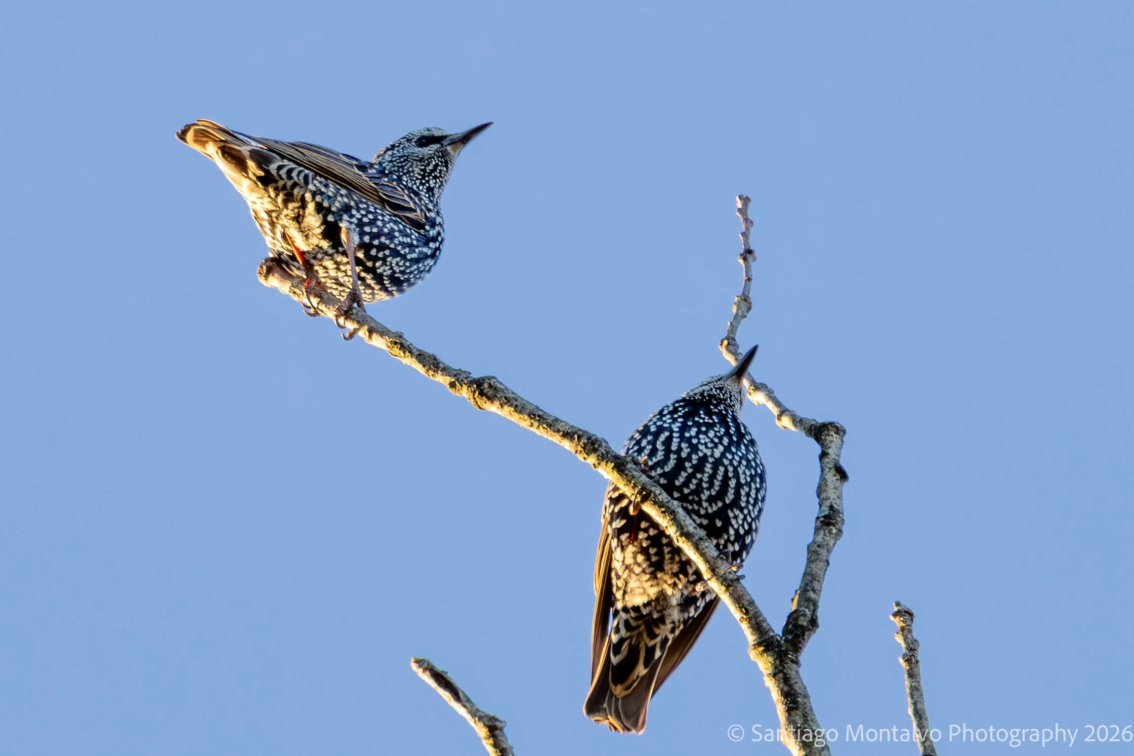 Bird Collection 1-21.jpg