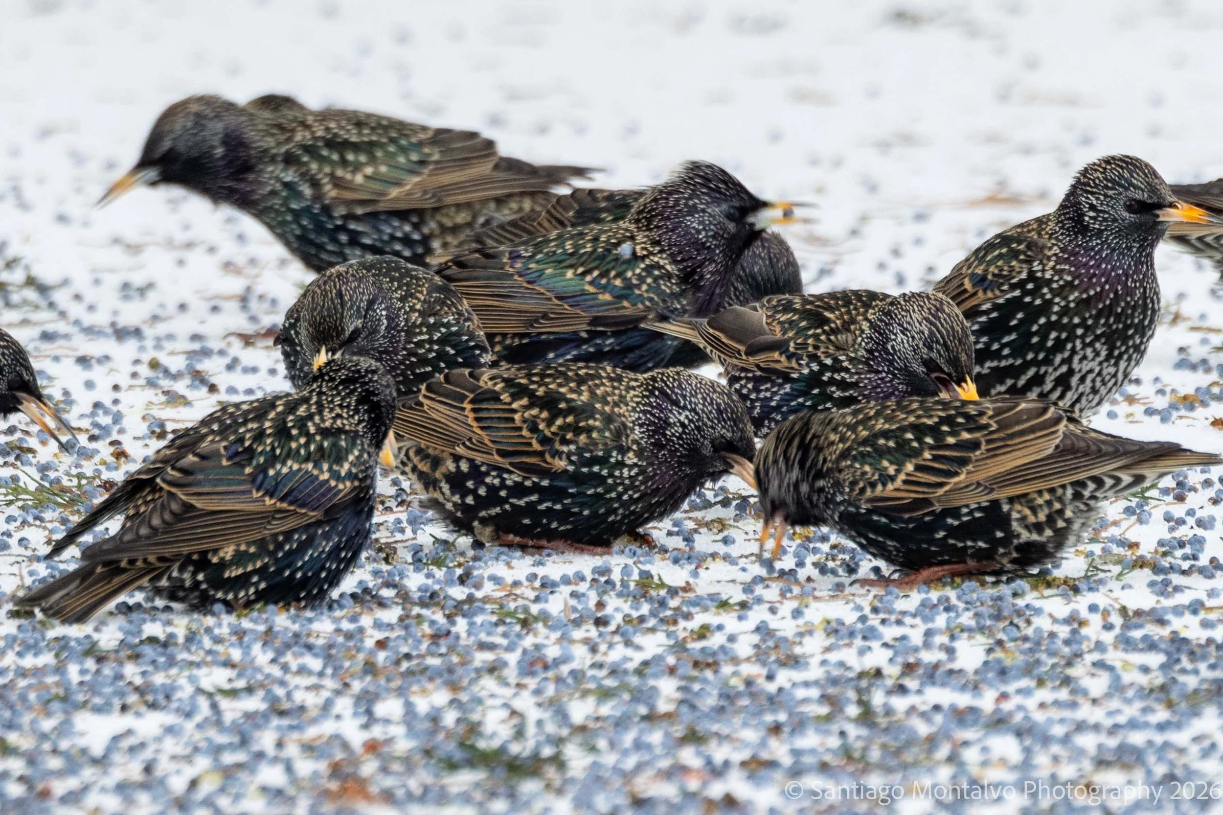 Bird Collection 1-35.jpg