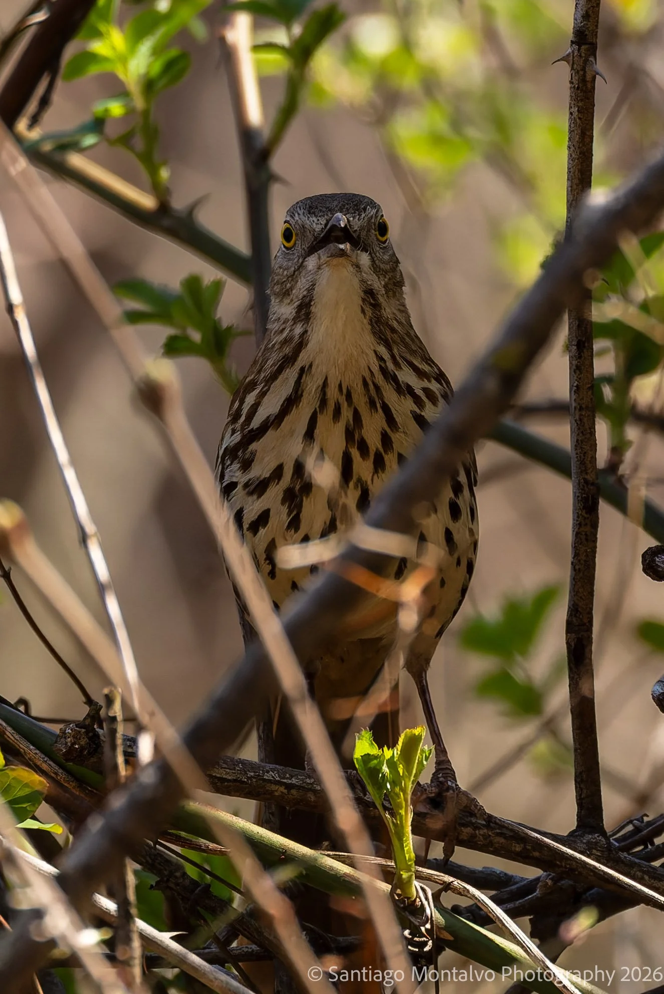 Bird Collection 2-67.jpg