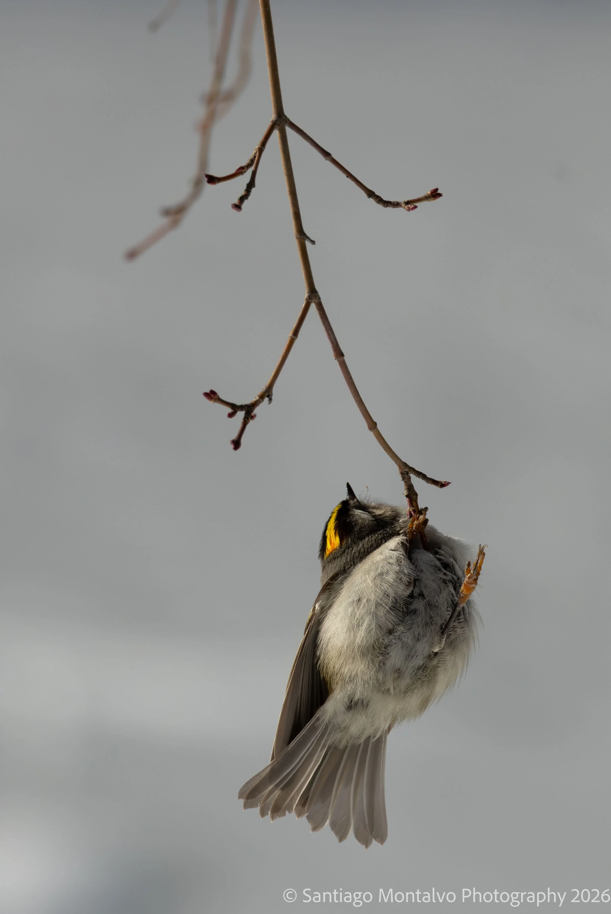 Bird Collection 1-44.jpg