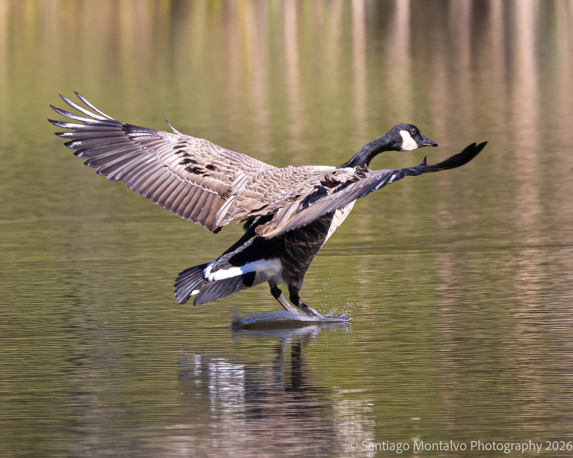 Bird Collection 2-17.jpg