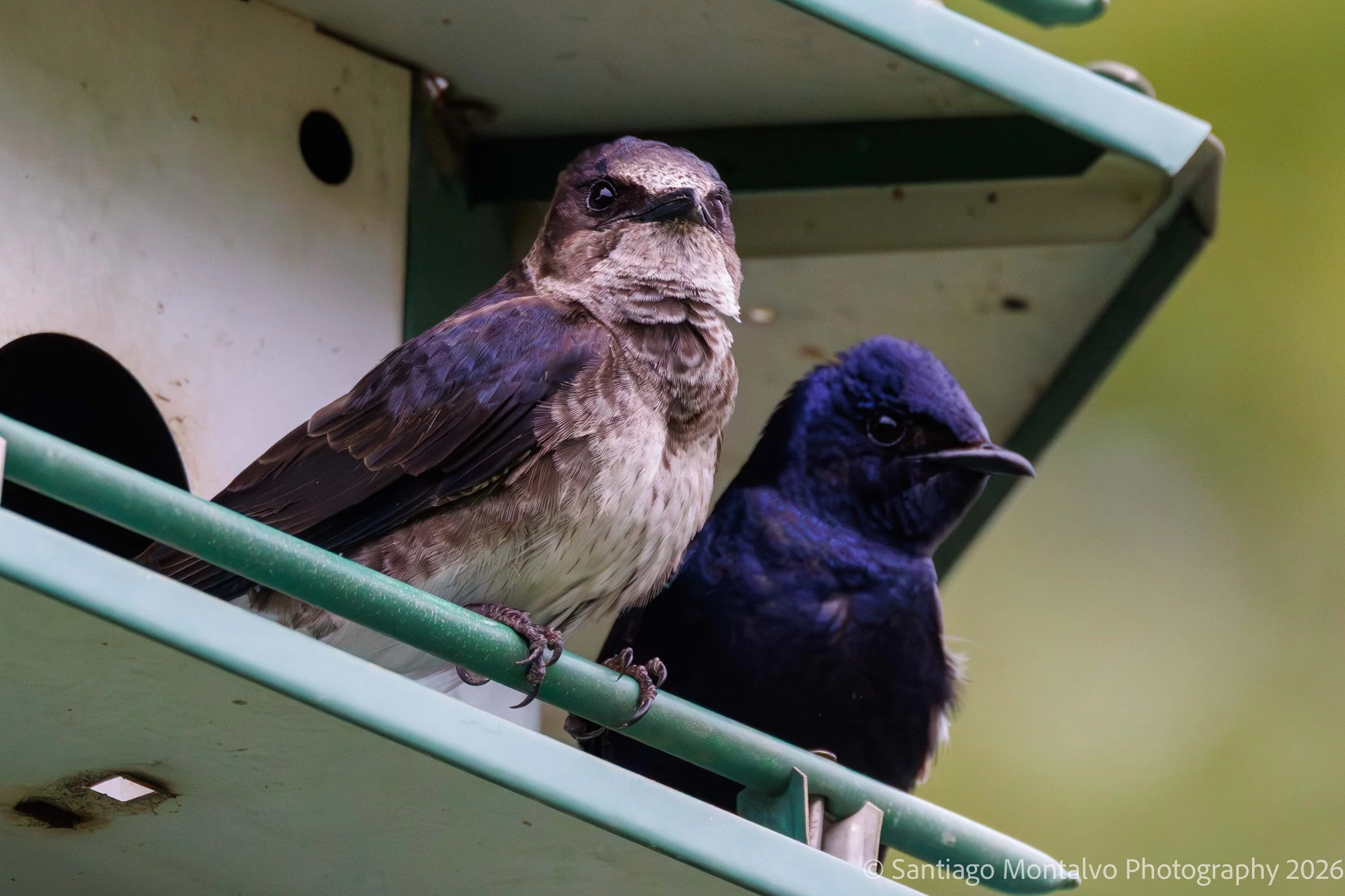 Bird Collection 1-7.jpg