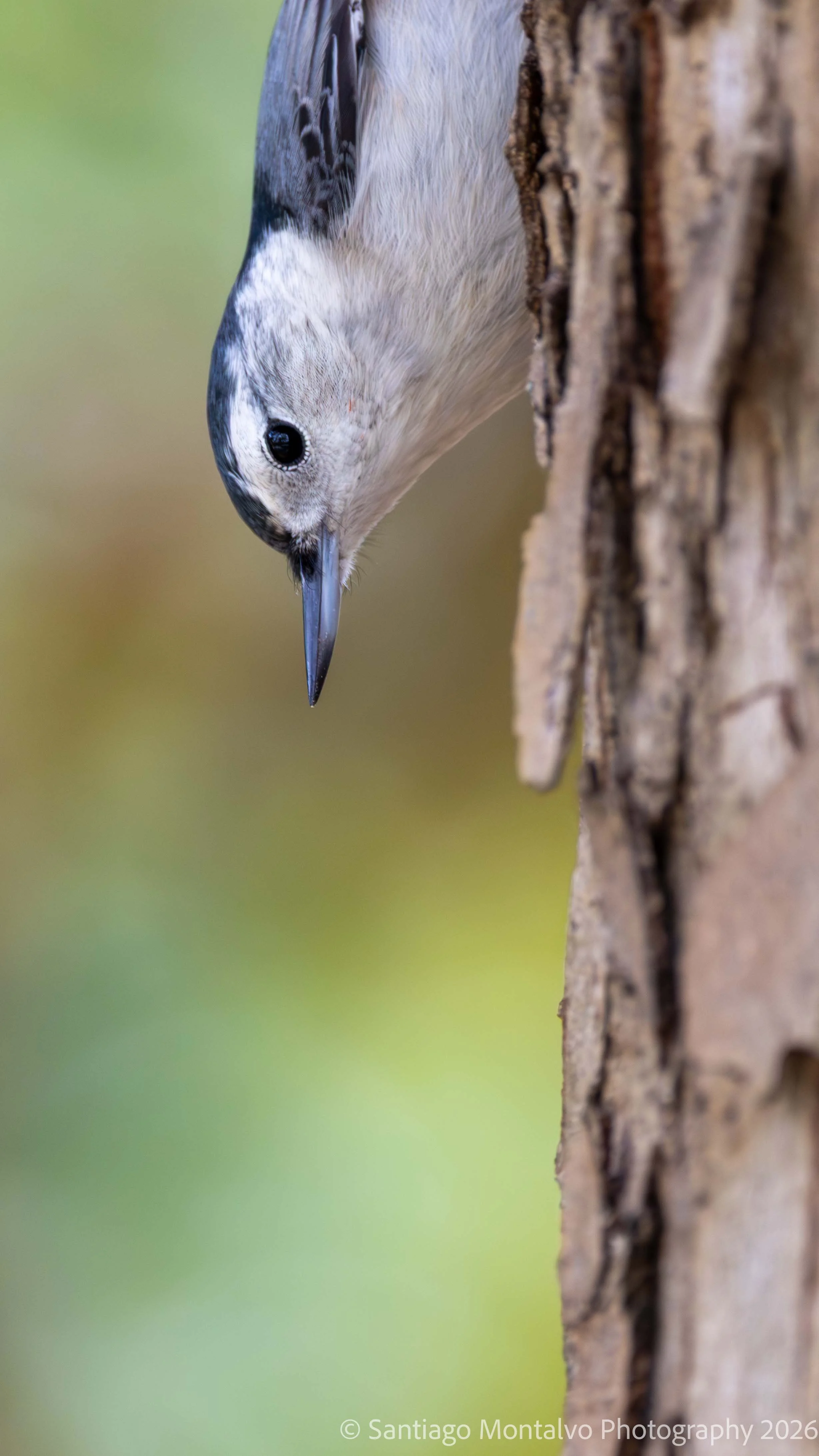 Bird Collection 1-19.jpg
