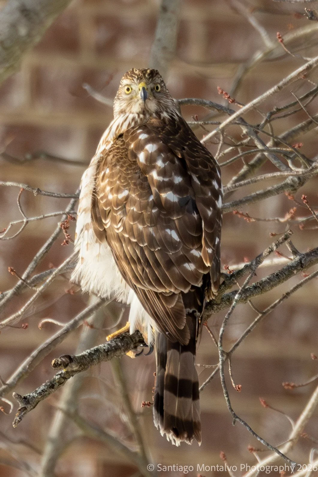 Bird Collection 2-31.jpg