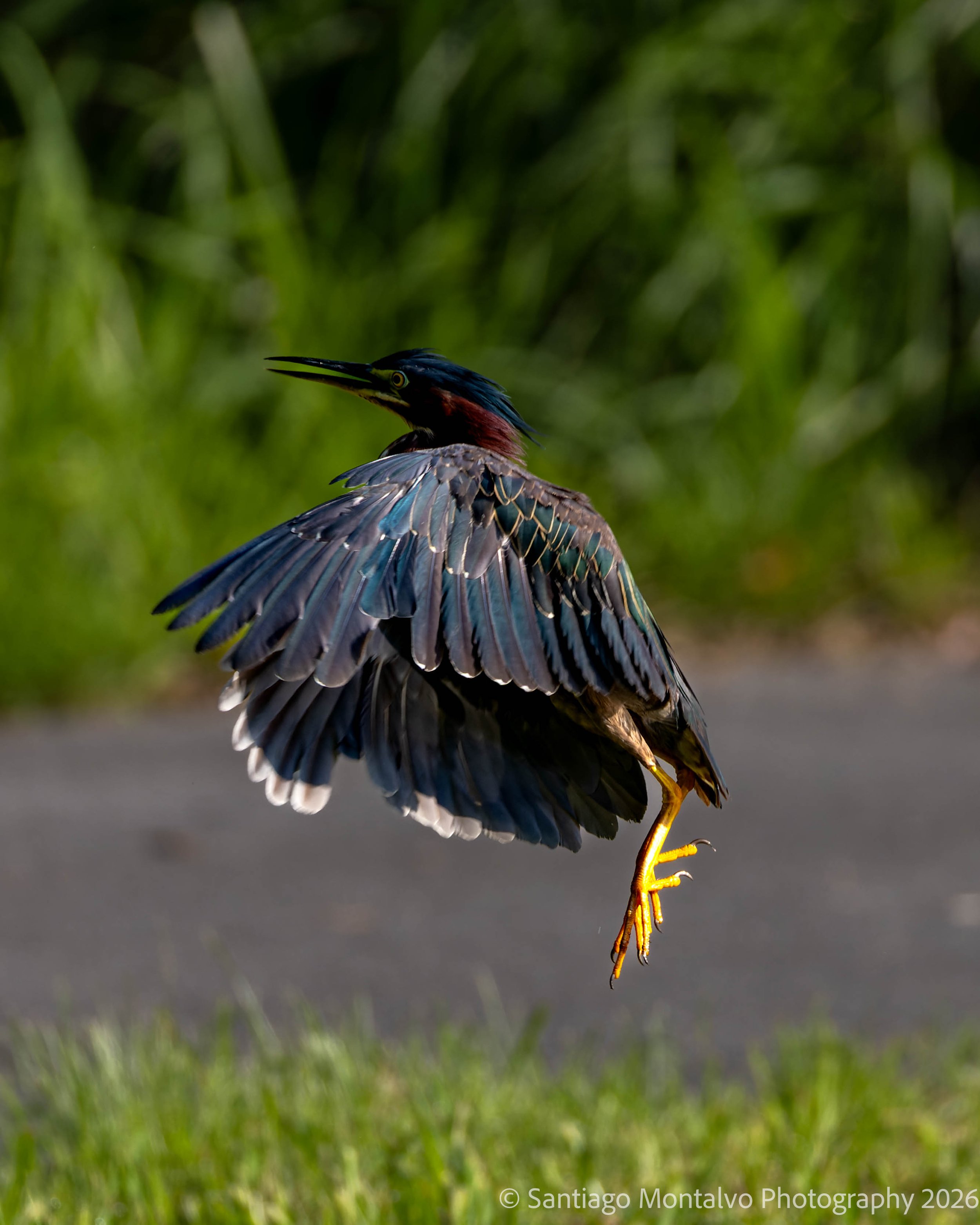 Bird Collection 1-10.jpg