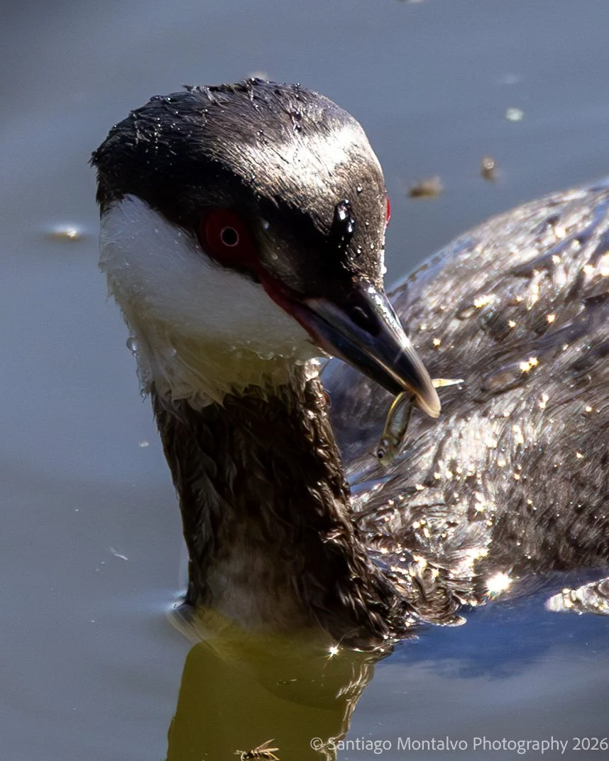 Bird Collection 2-46.jpg