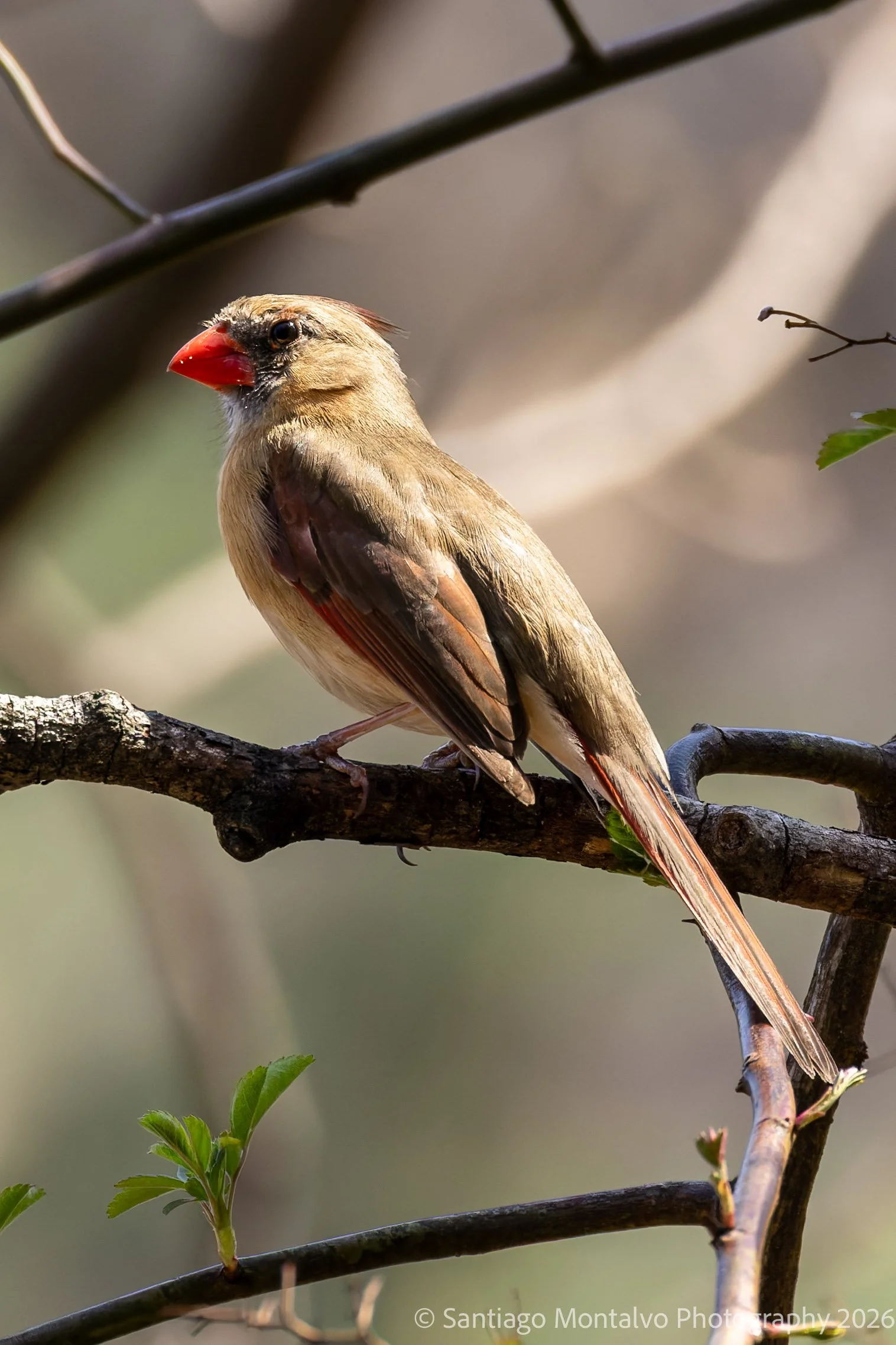 Bird Collection 2-70.jpg