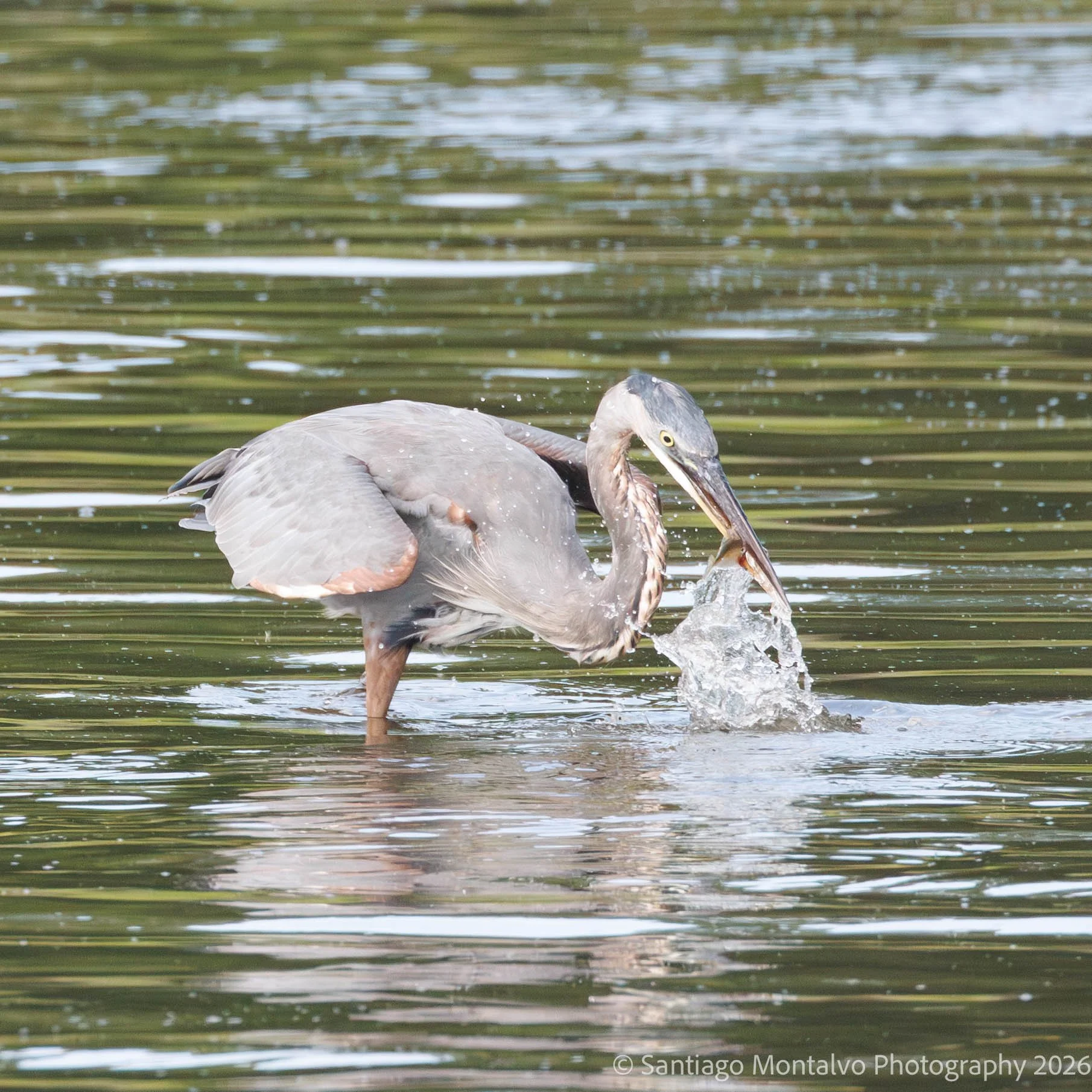 Bird Collection 2-2.jpg