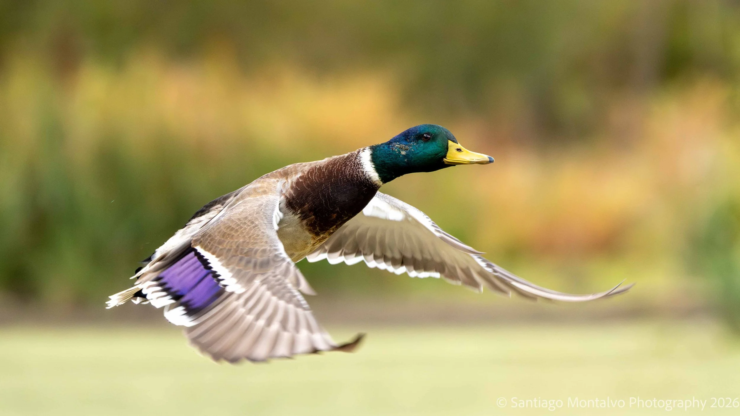 Bird Collection 1-16.jpg