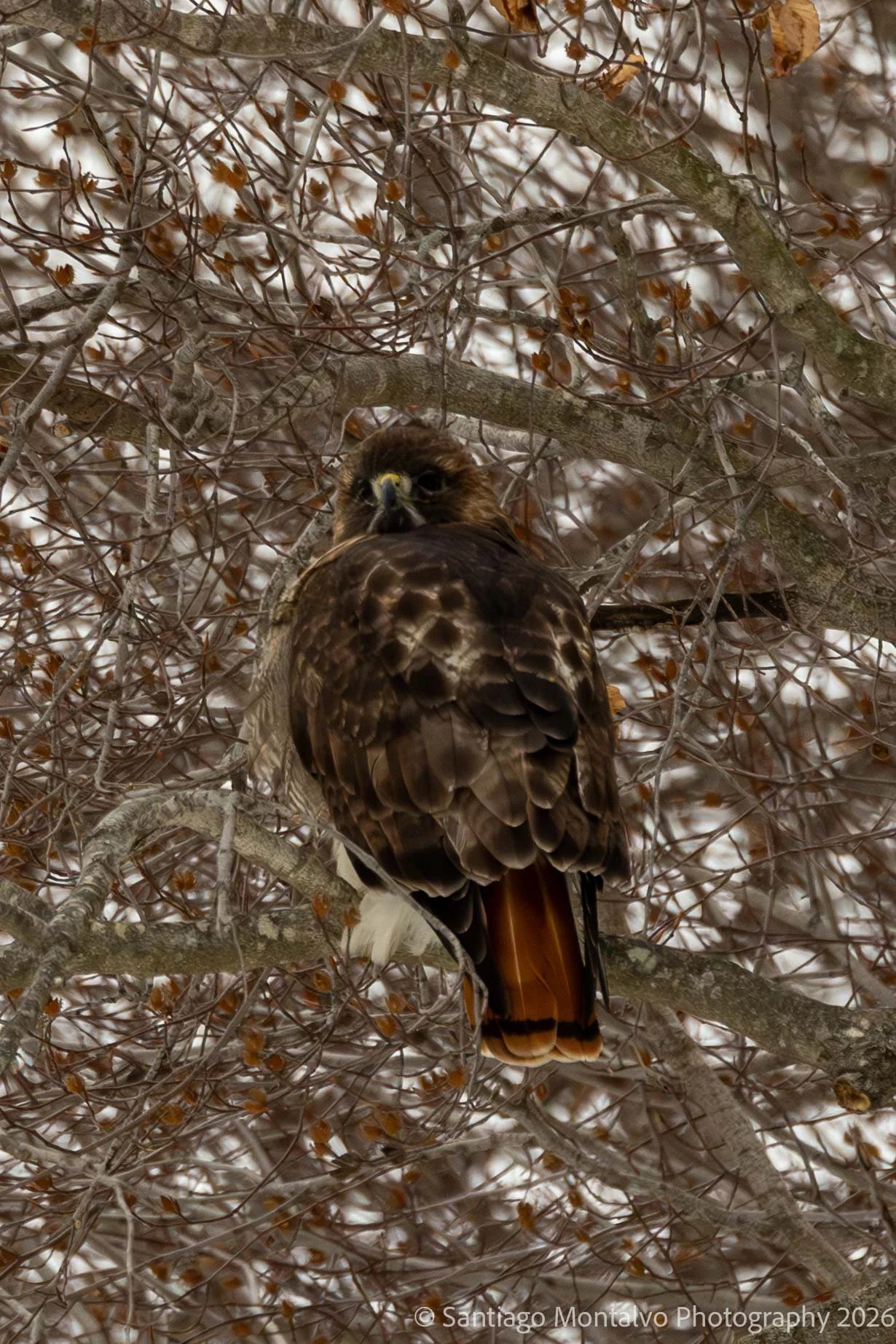 Bird Collection 2-28.jpg
