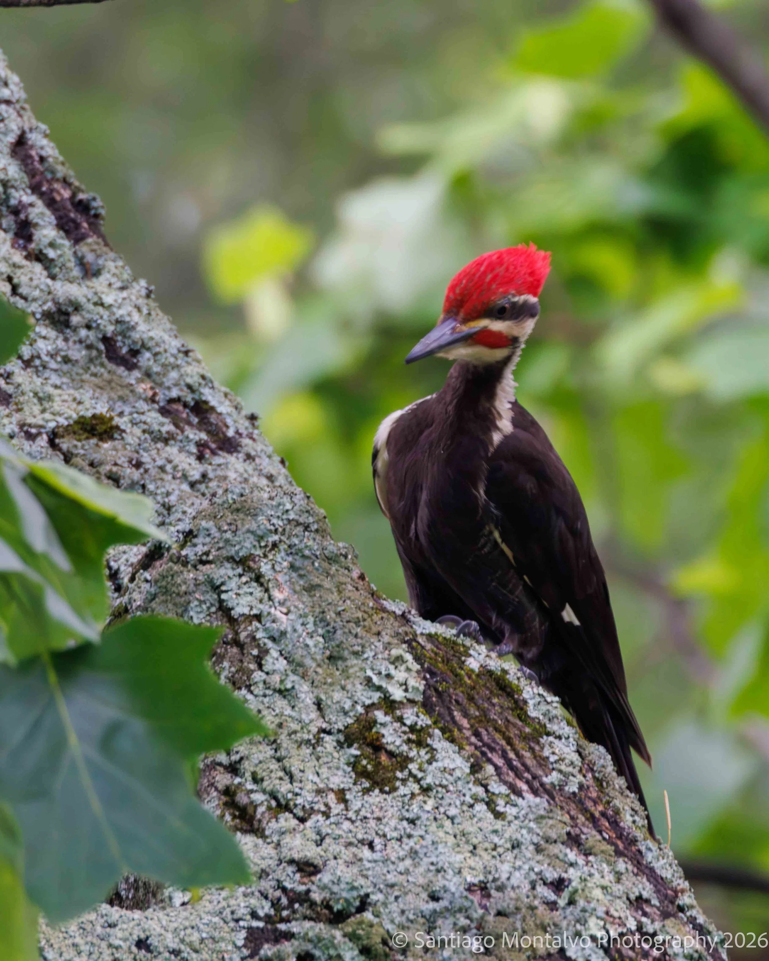 Bird Collection 1-9.jpg