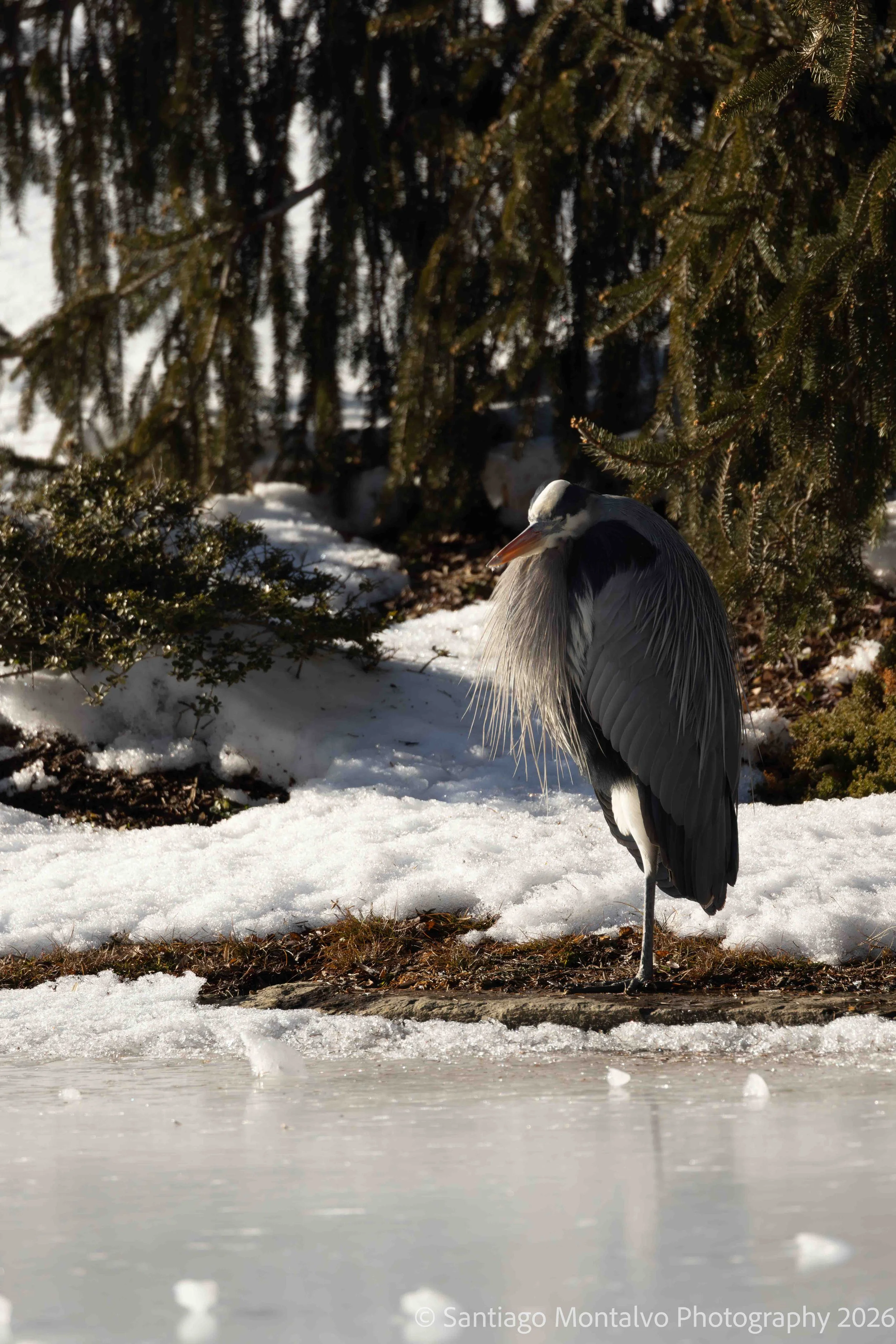 Bird Collection 1-45.jpg