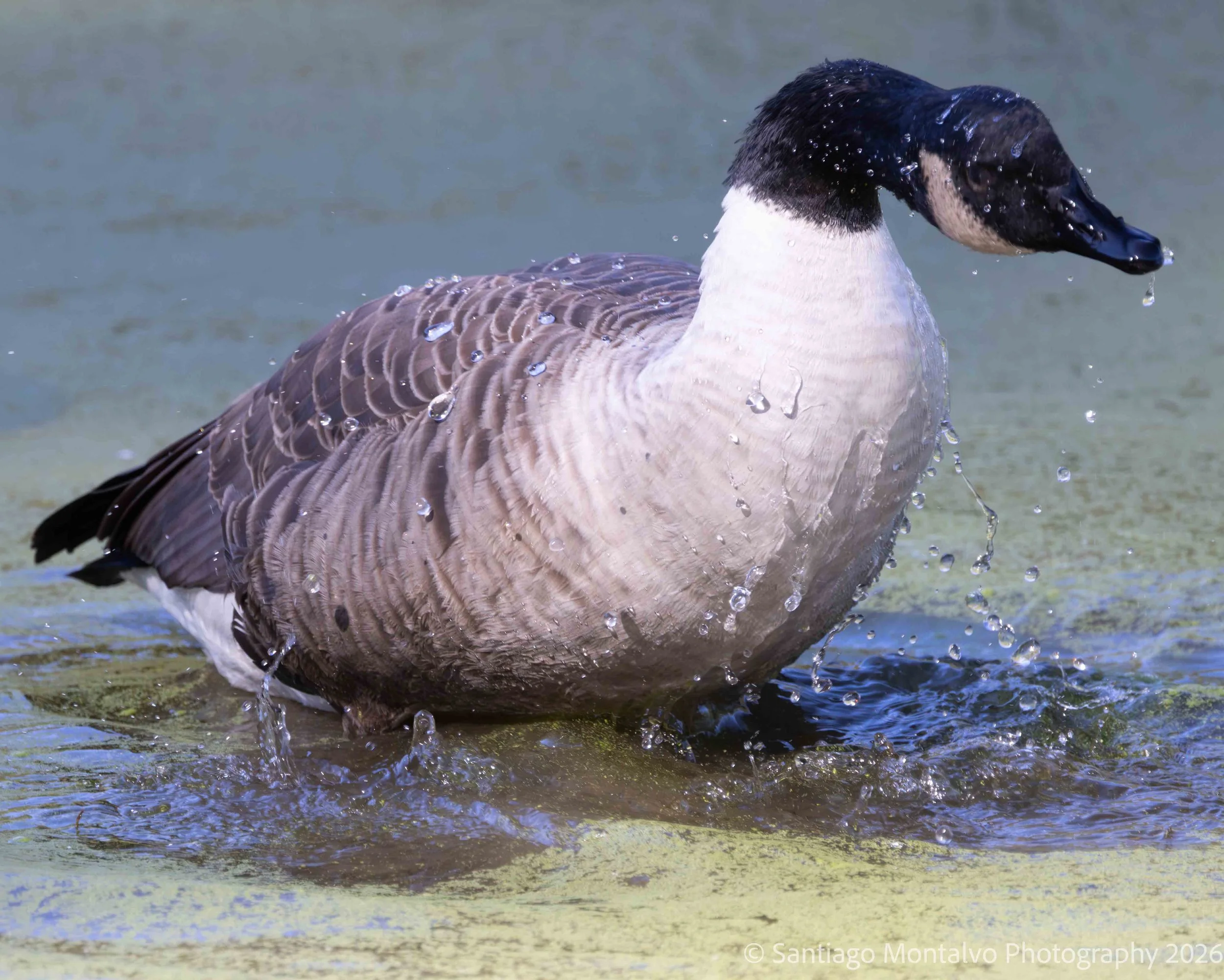 Bird Collection 1-14.jpg