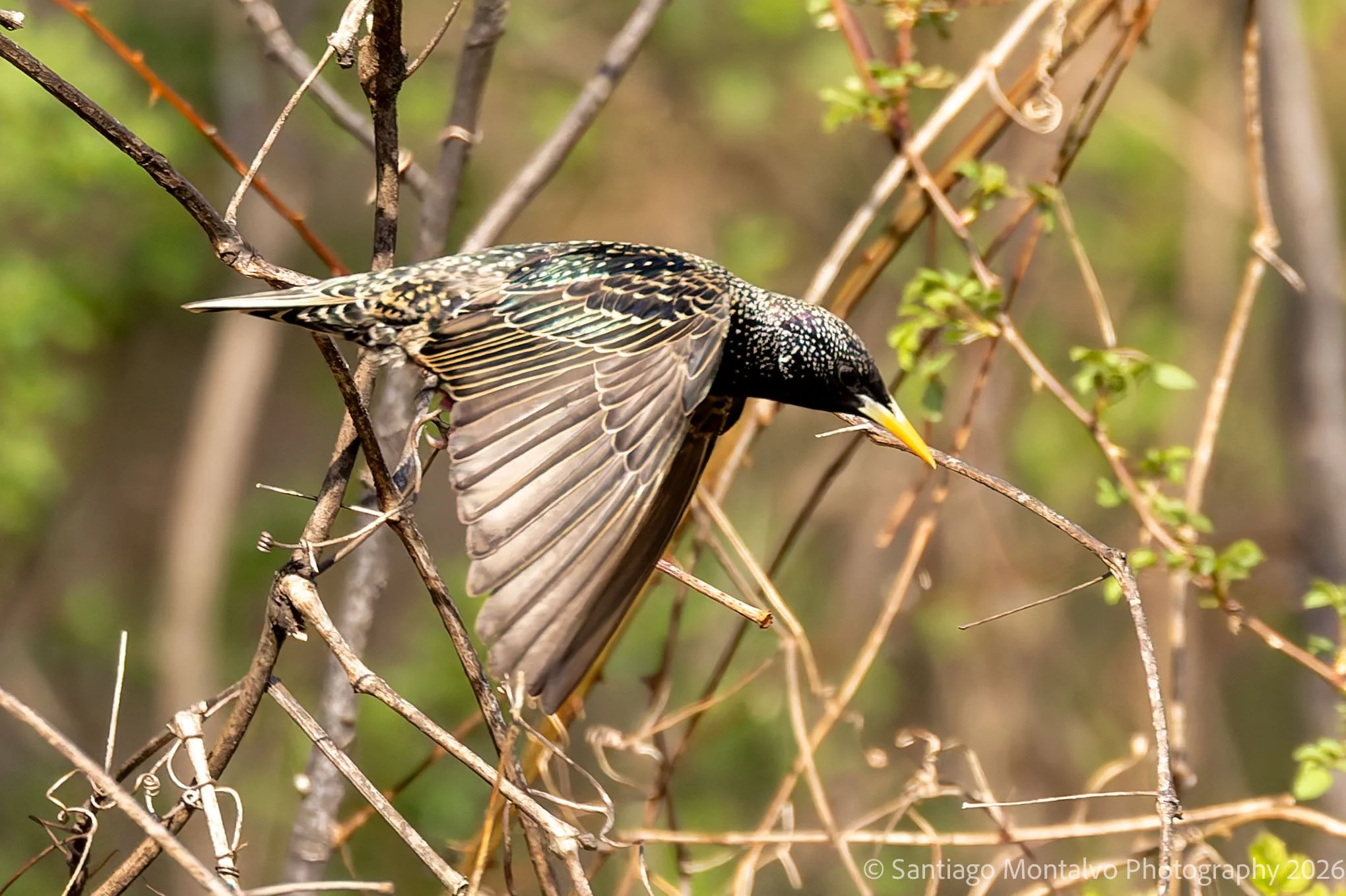 Bird Collection 2-78.jpg