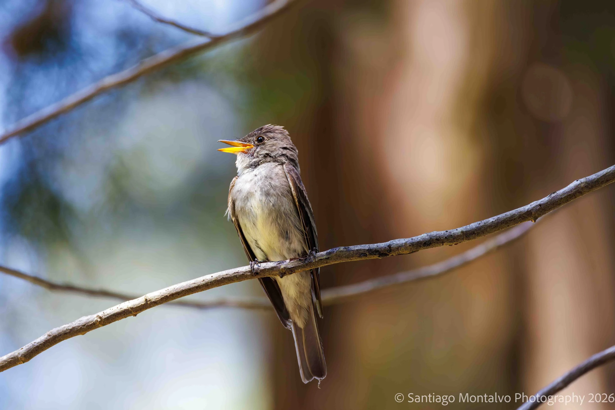 Bird Collection 1-3.jpg