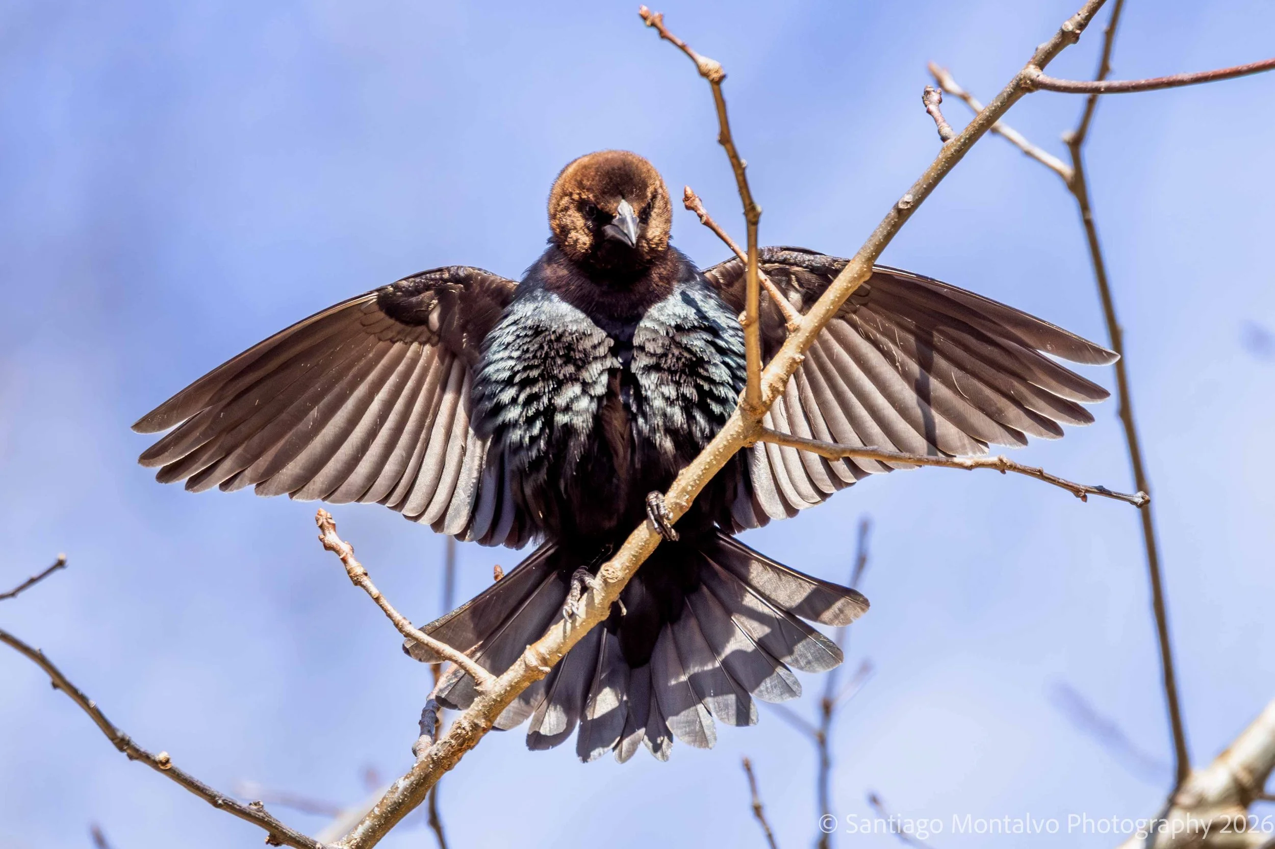Bird Collection 2-56.jpg