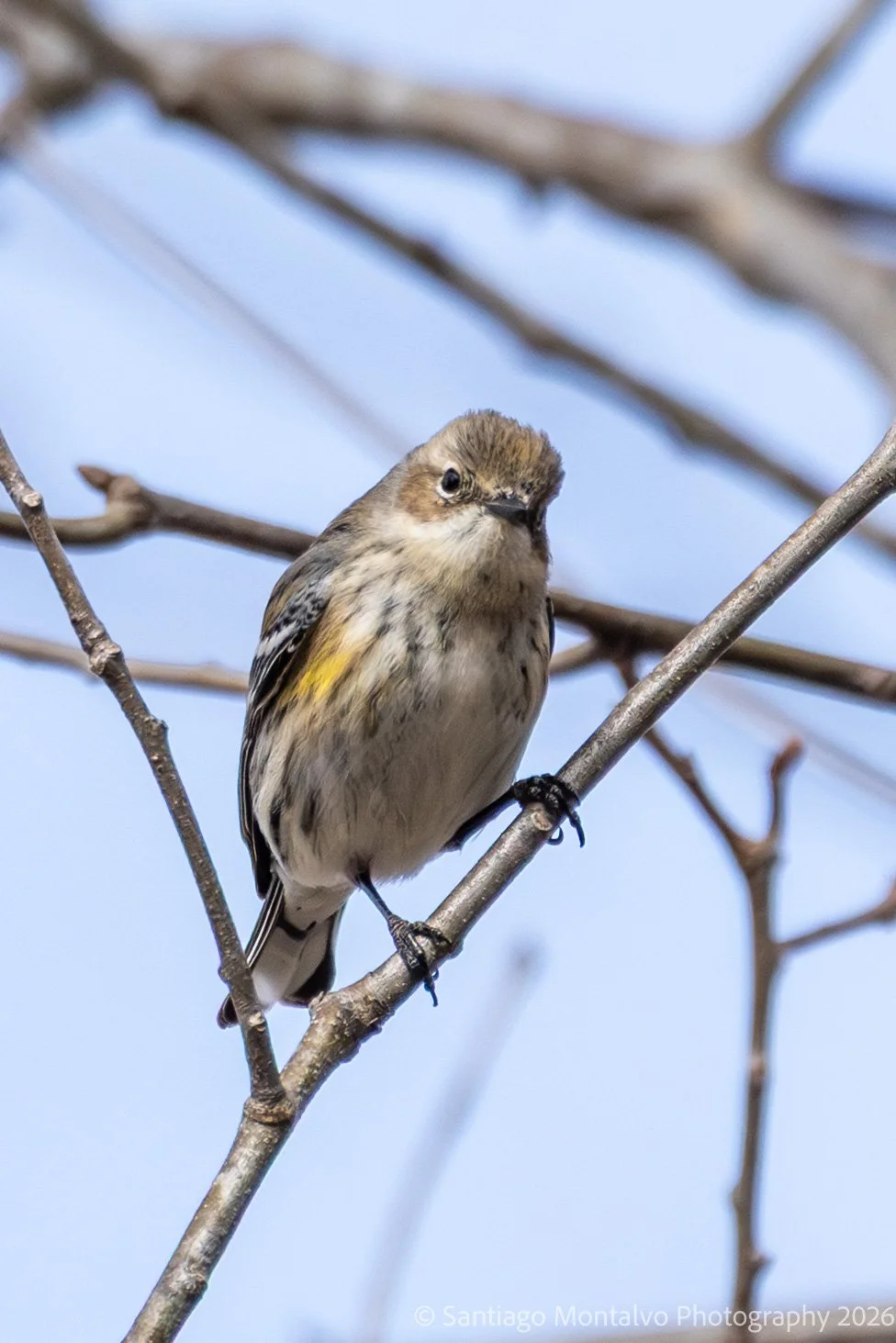 Bird Collection 2-53.jpg