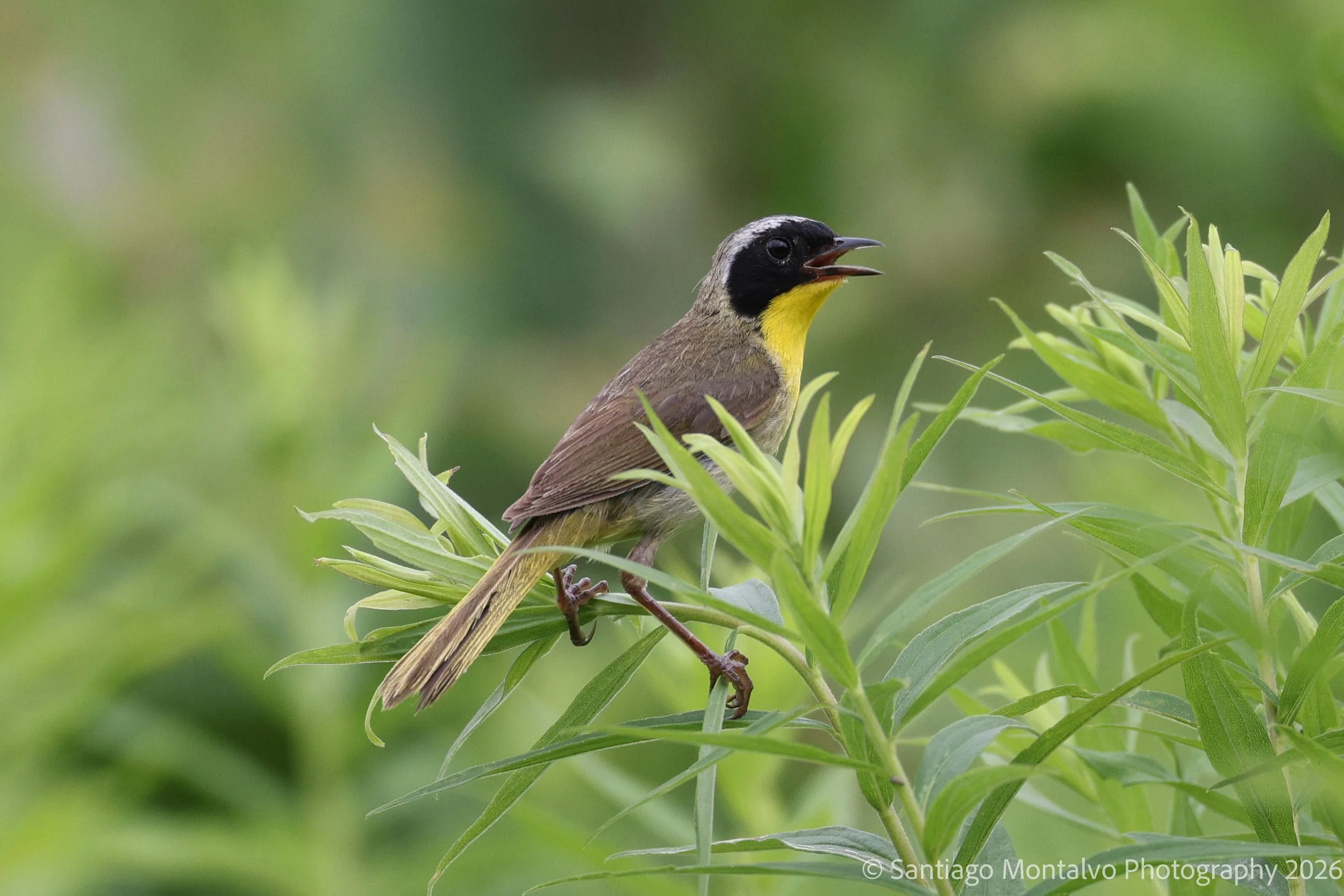 Bird Collection 1-11.jpg