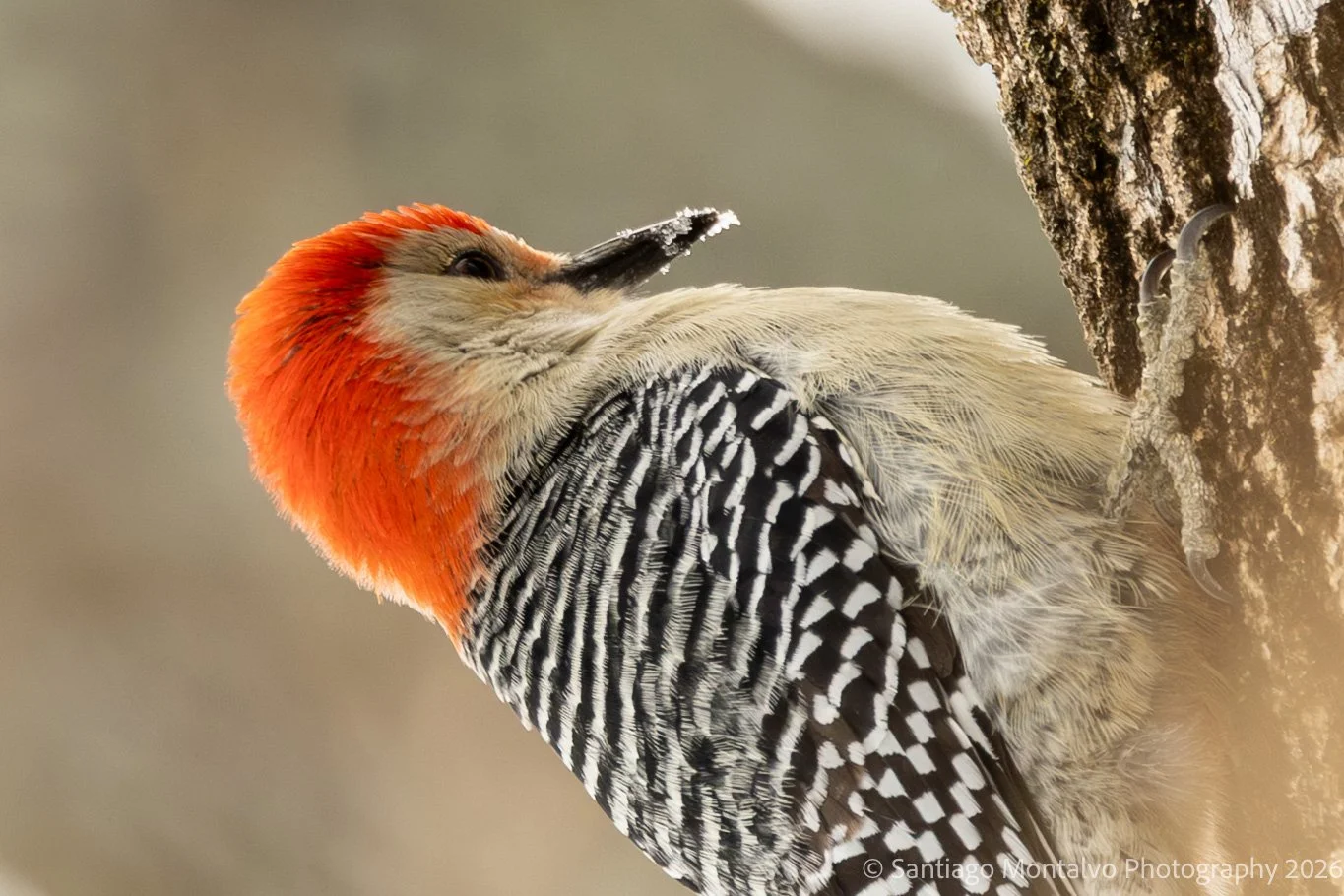Bird Collection 2-27.jpg