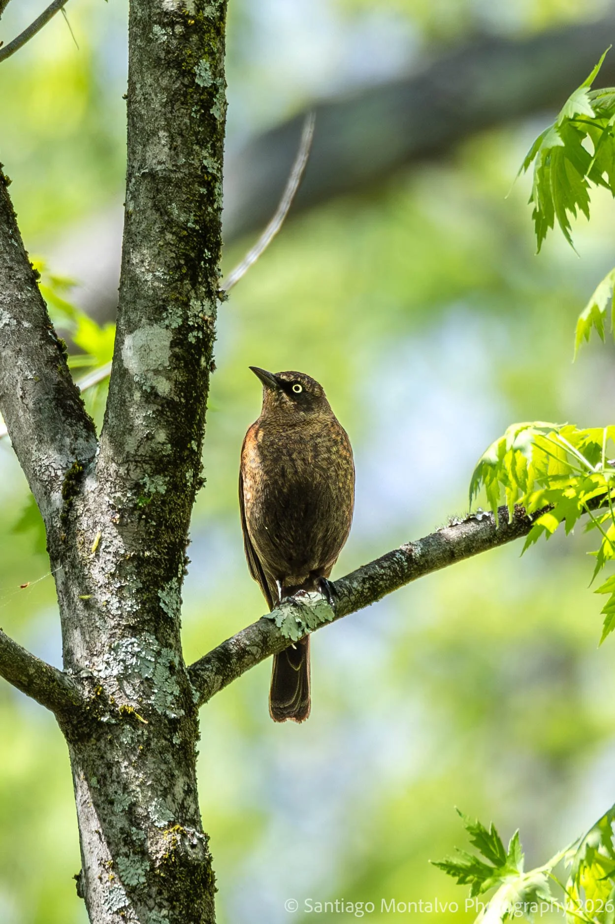 Hughes Hollow April 6 2026-1.jpg
