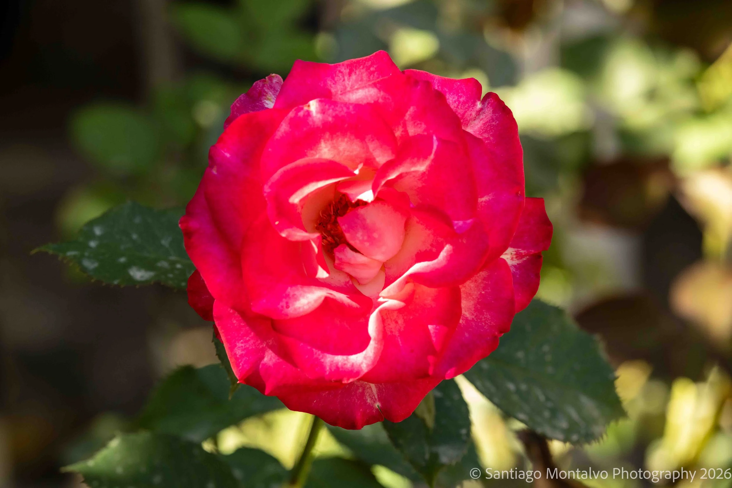 Mexico Cabo Puerto Vallarta-4.jpg