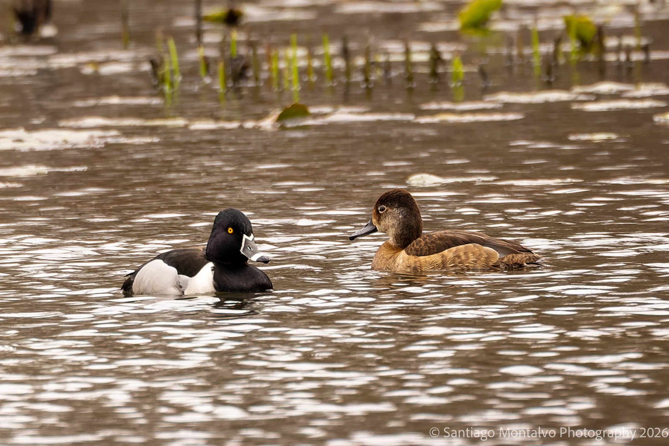 Bird Collection 2-65.jpg