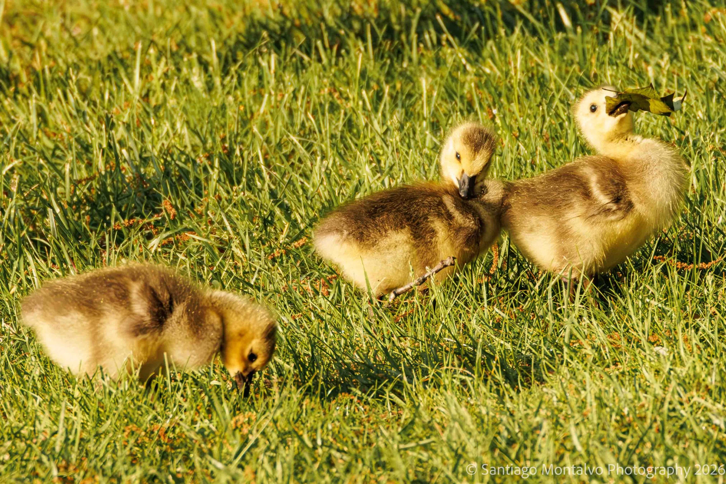 Bird Collection 2-7.jpg