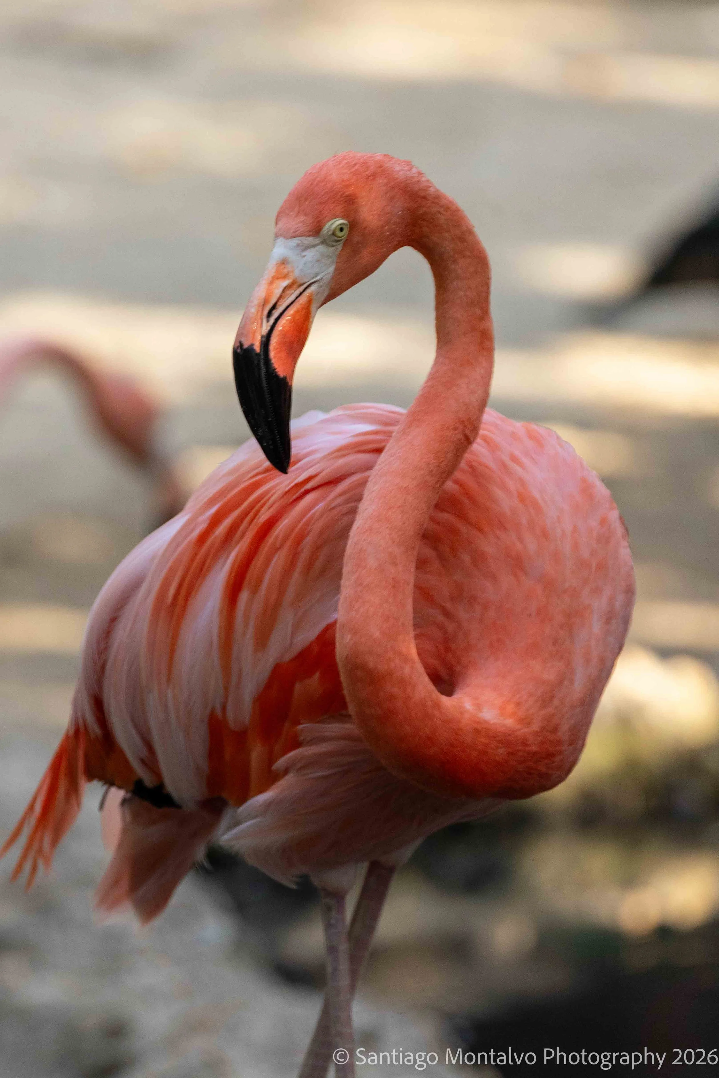 Cartagena 2022-41.jpg