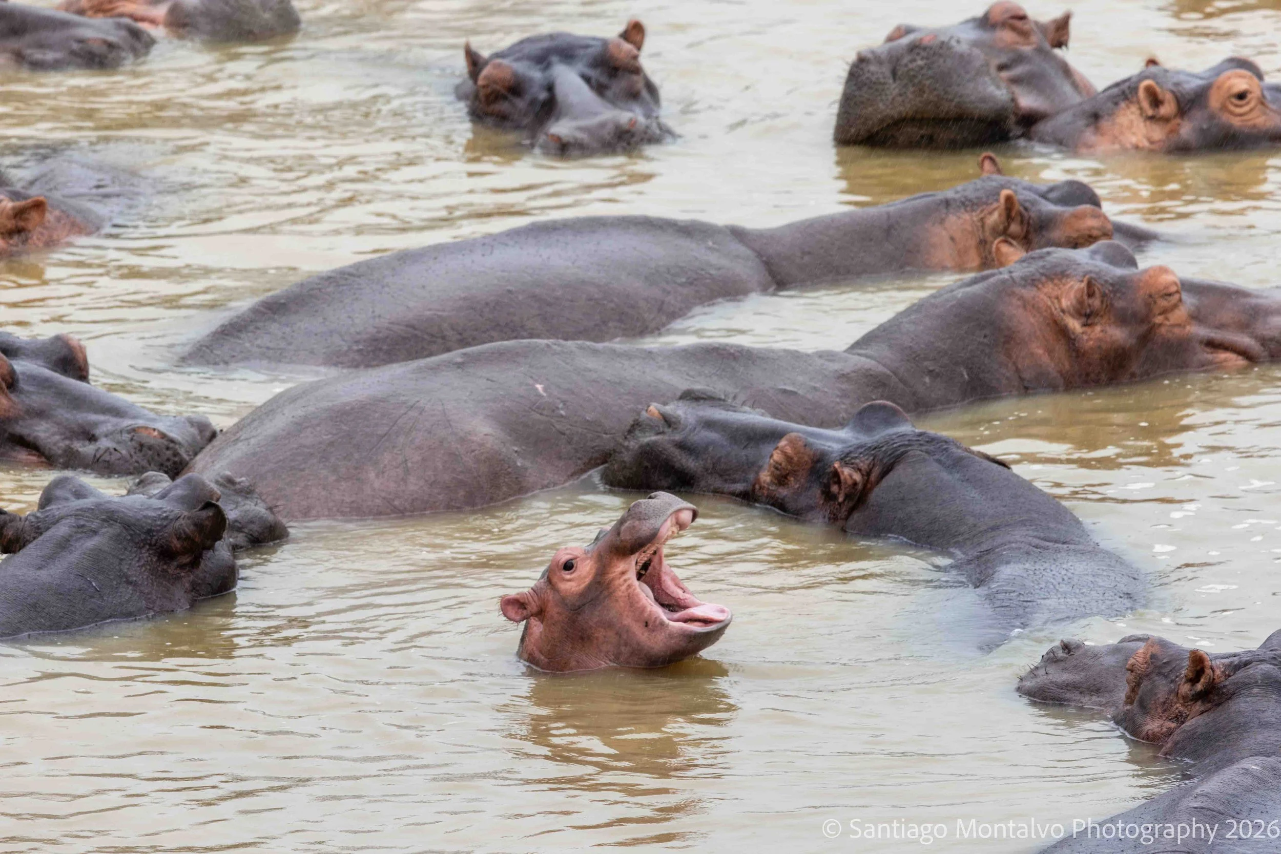 Guardians of the Water -
A quiet encounter with one of Africa's most powerful inhabitants.